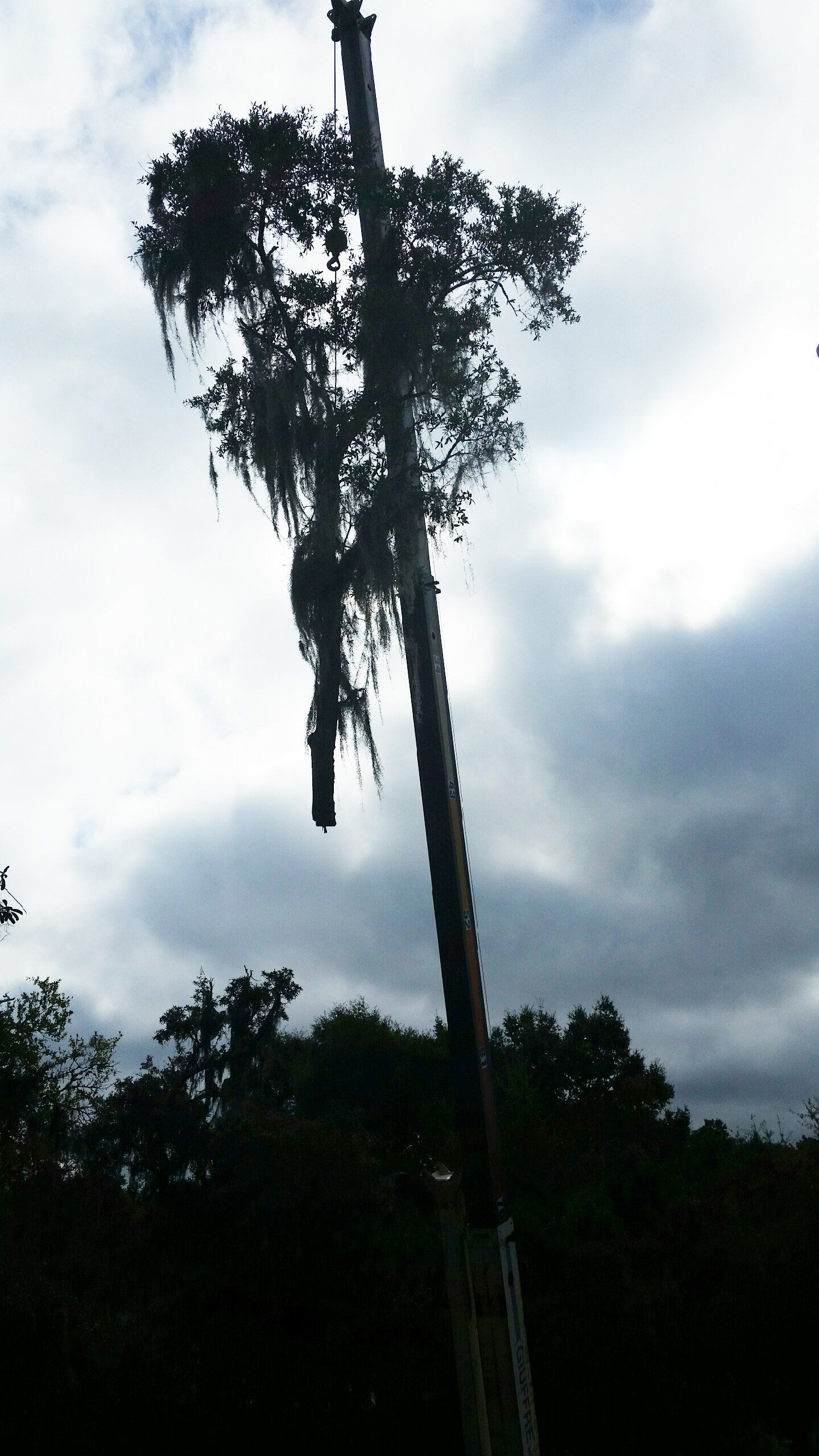 Tall tree against a cloudy sky, with a broken or hanging section near the top.