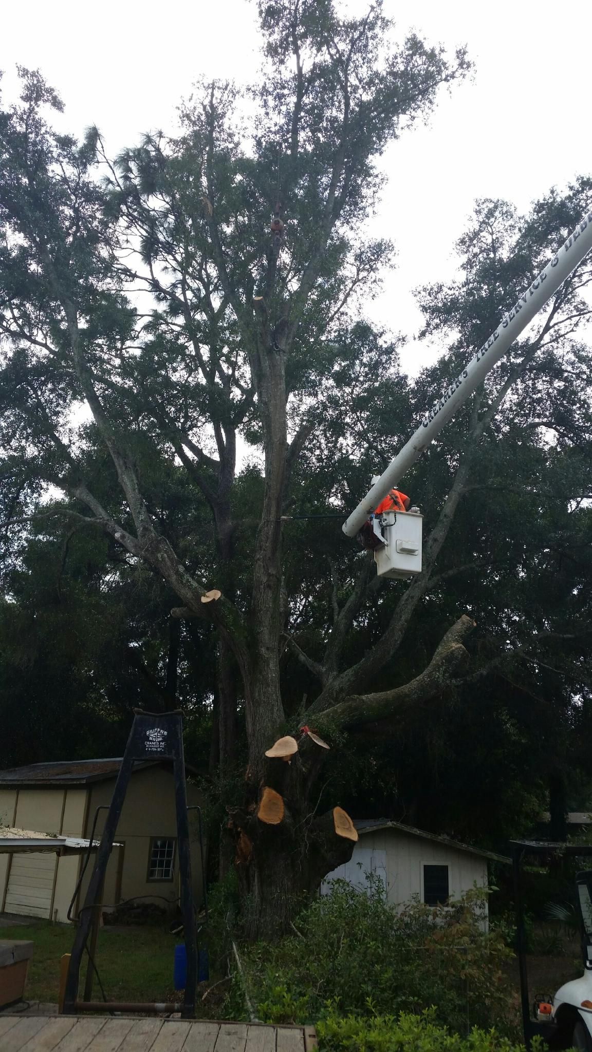 Tree trimmed by a worker in a bucket lift beside a house and power lines