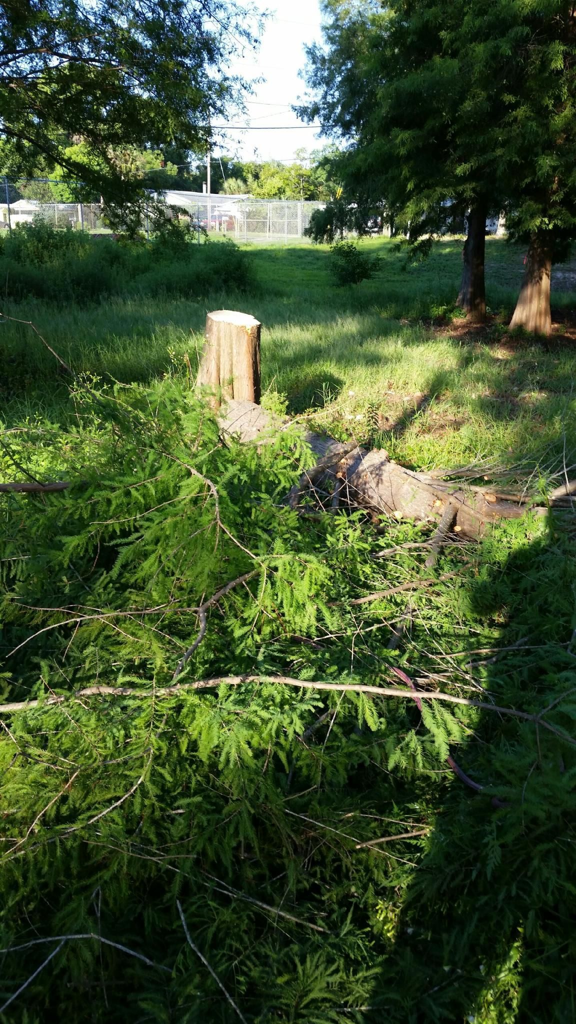 Sunlit backyard with a freshly cut tree stump, fallen branches, and dense green grass and trees