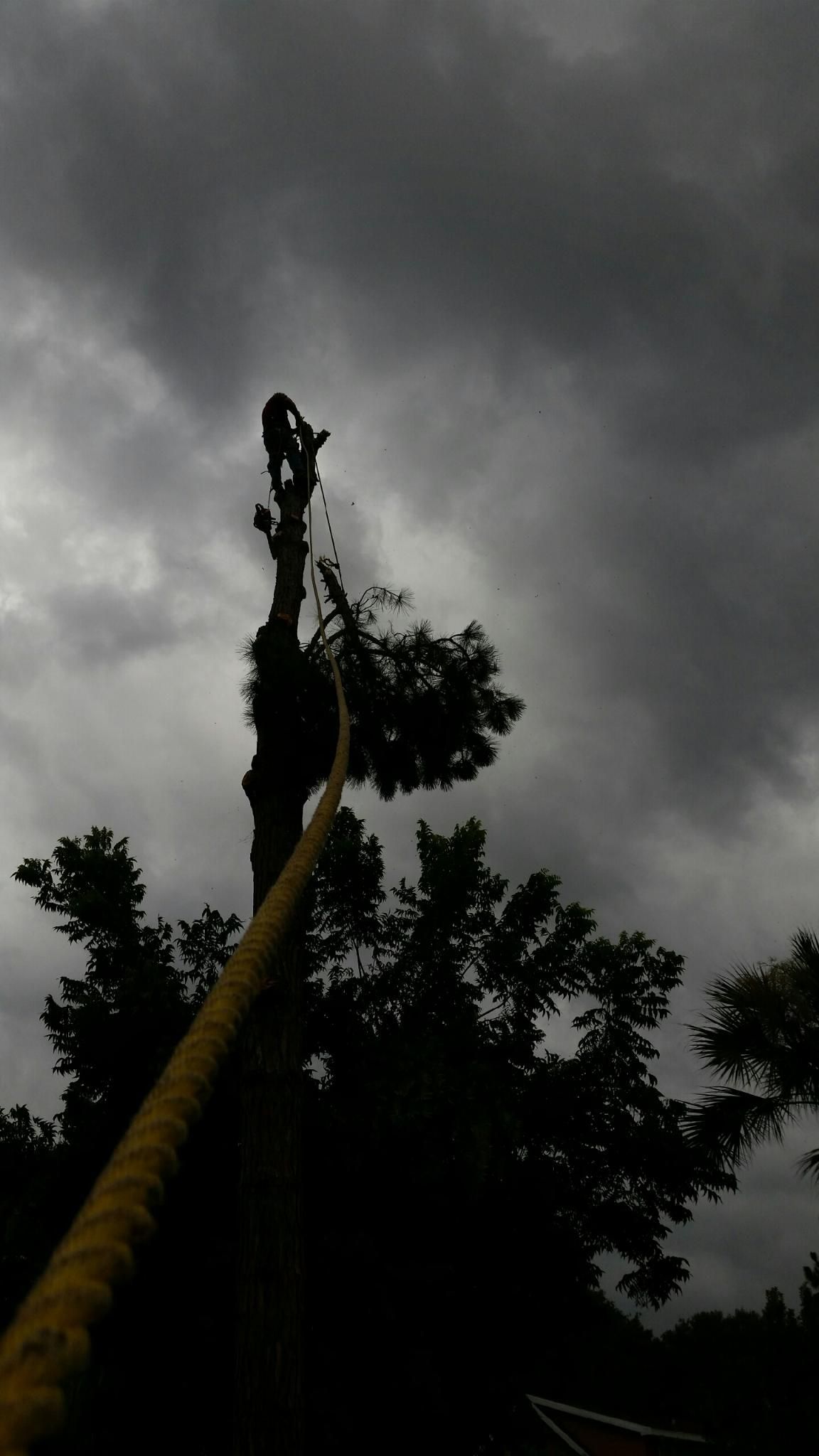 Tree with a long pole against a dark, stormy sky