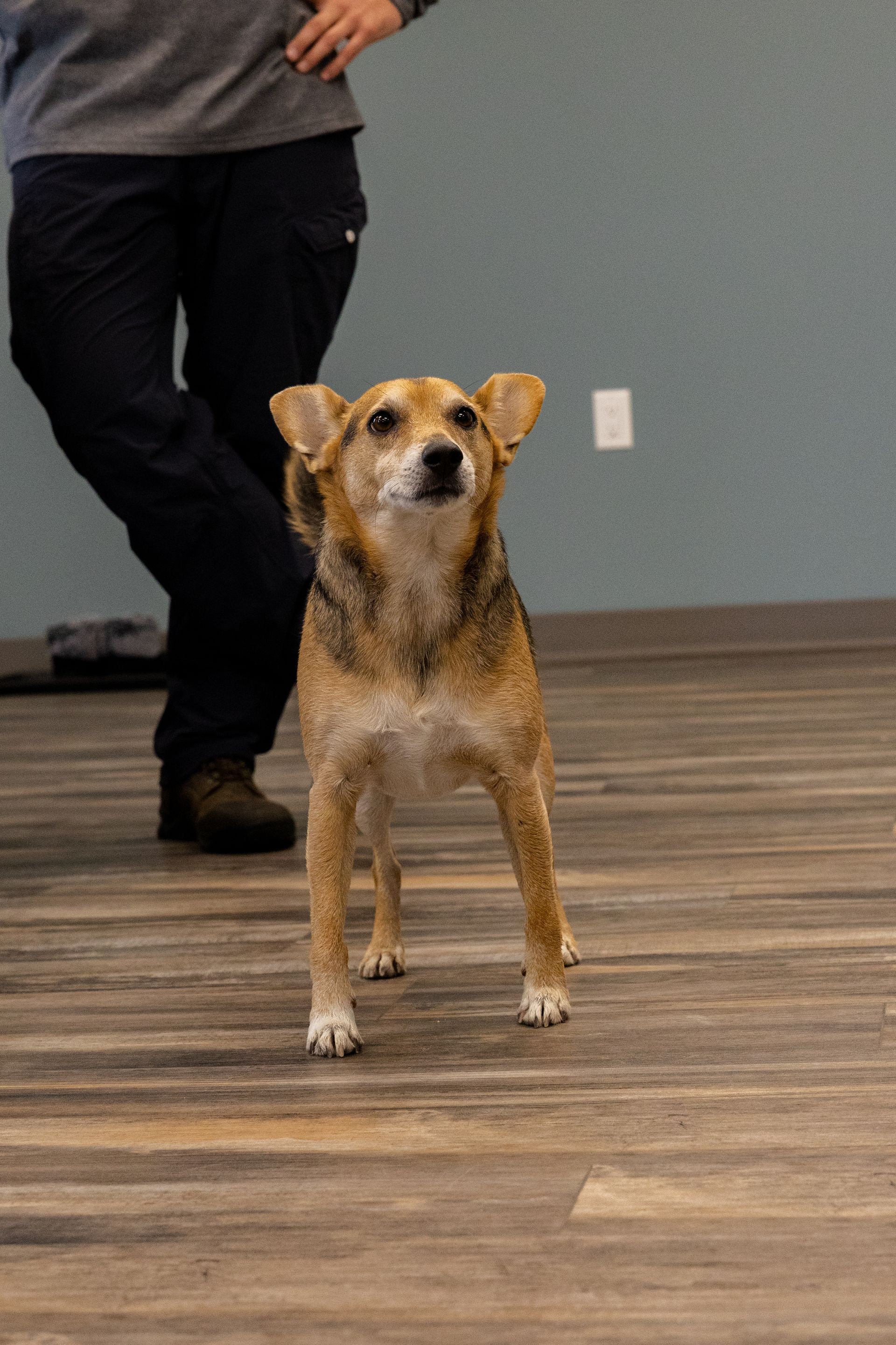 A dog is standing on a wooden floor next to a person.
