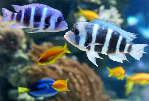 Colorful striped fish swimming in a blue aquarium with yellow fish and coral background