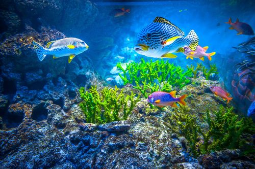 Colorful tropical fish swimming over a coral reef in clear blue water