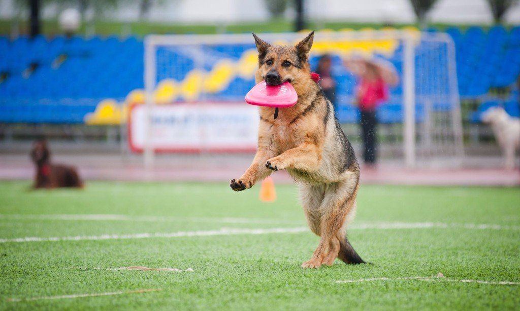 Pet boarding