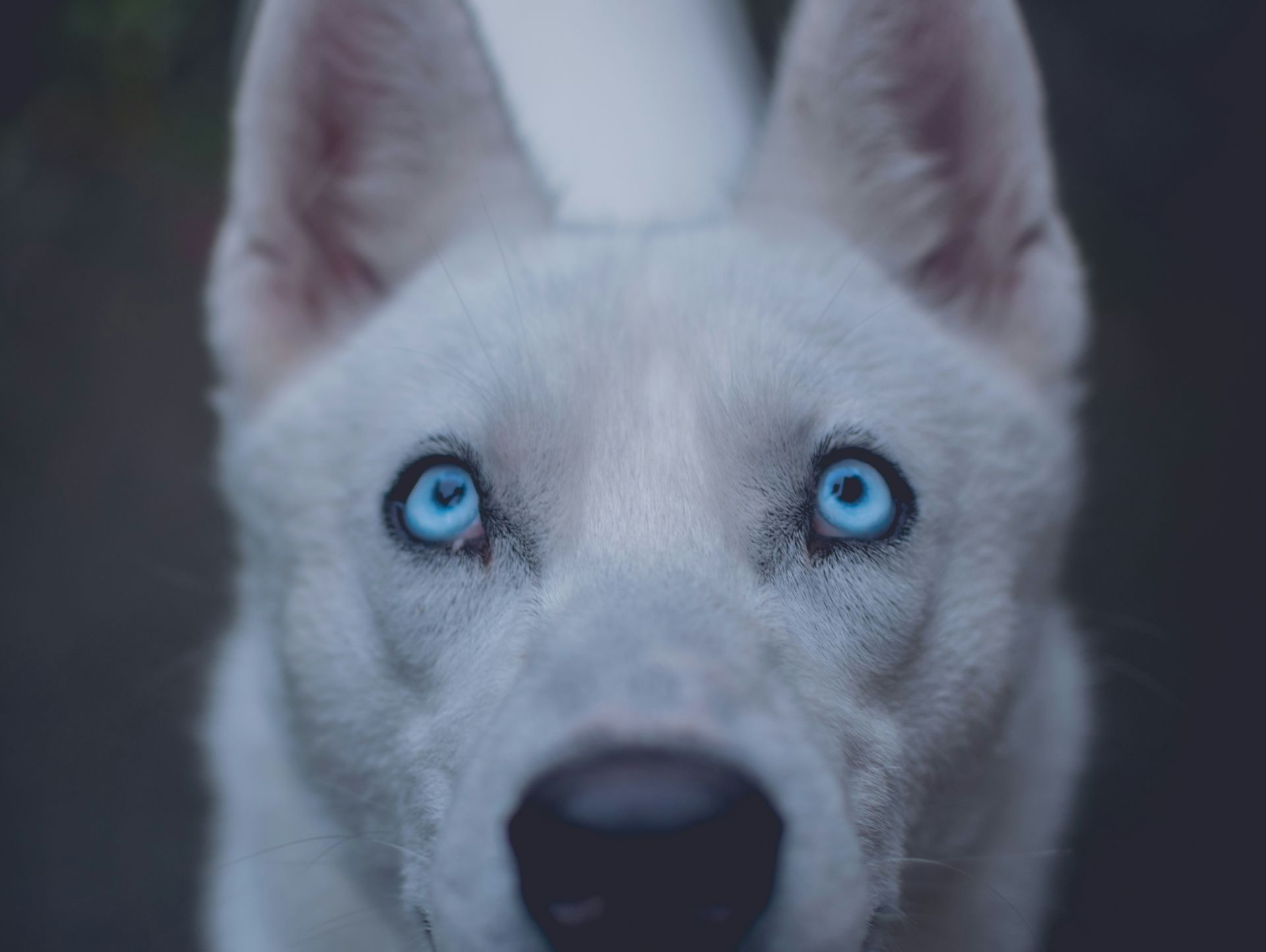 A husky gazes upward with bright blue eyes. 