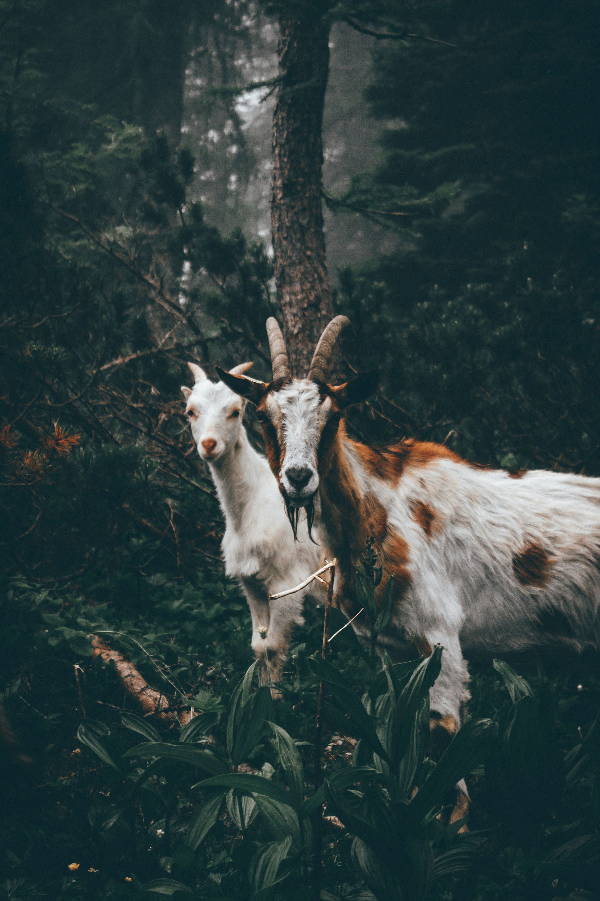 A male goat and a female goat stand together in the misty forest. 