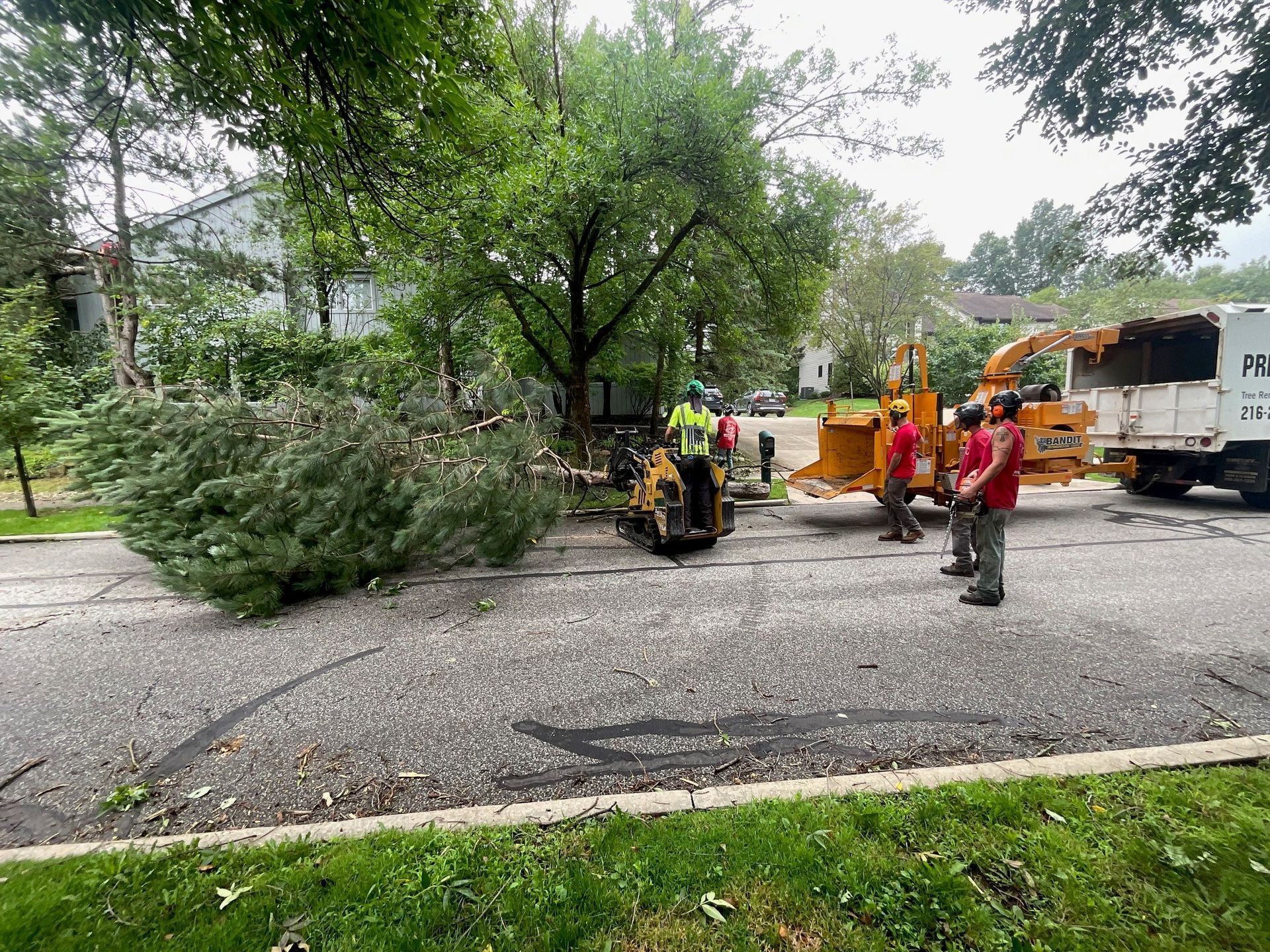removing fallen tree