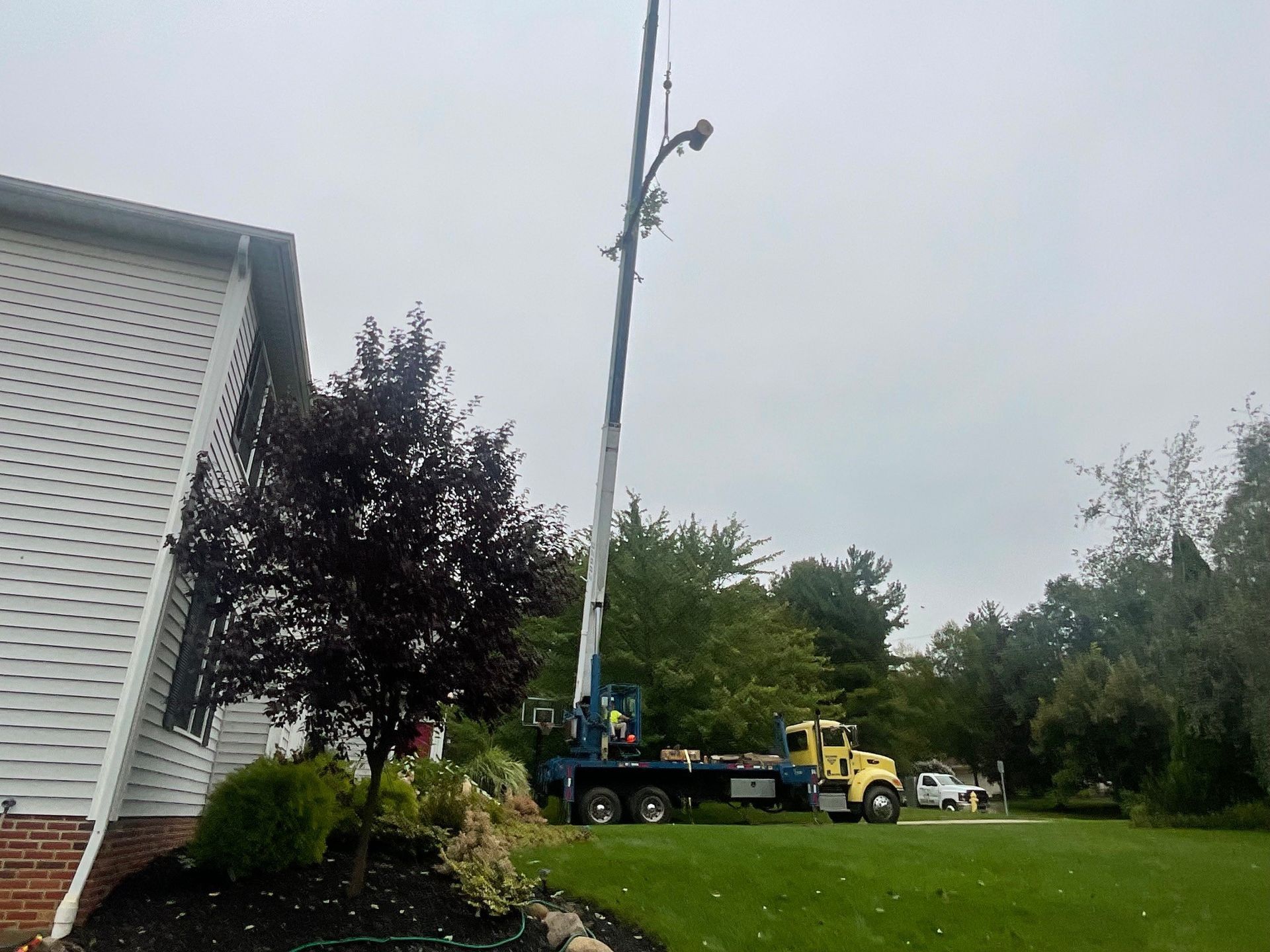 tree removal crane