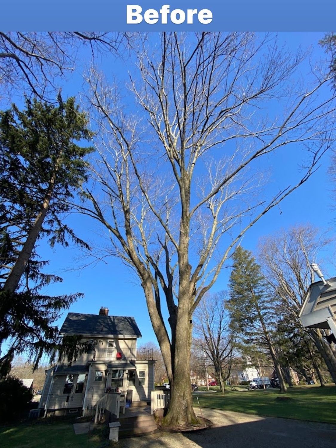 before tree removal