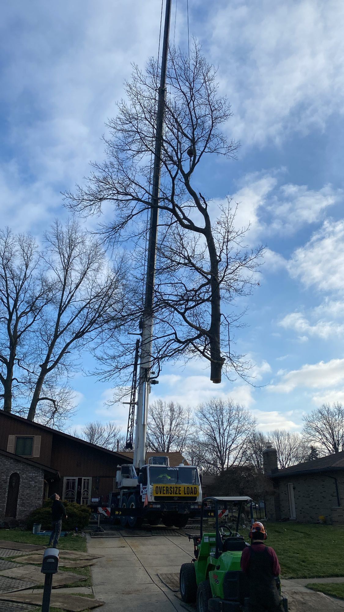 tree removal