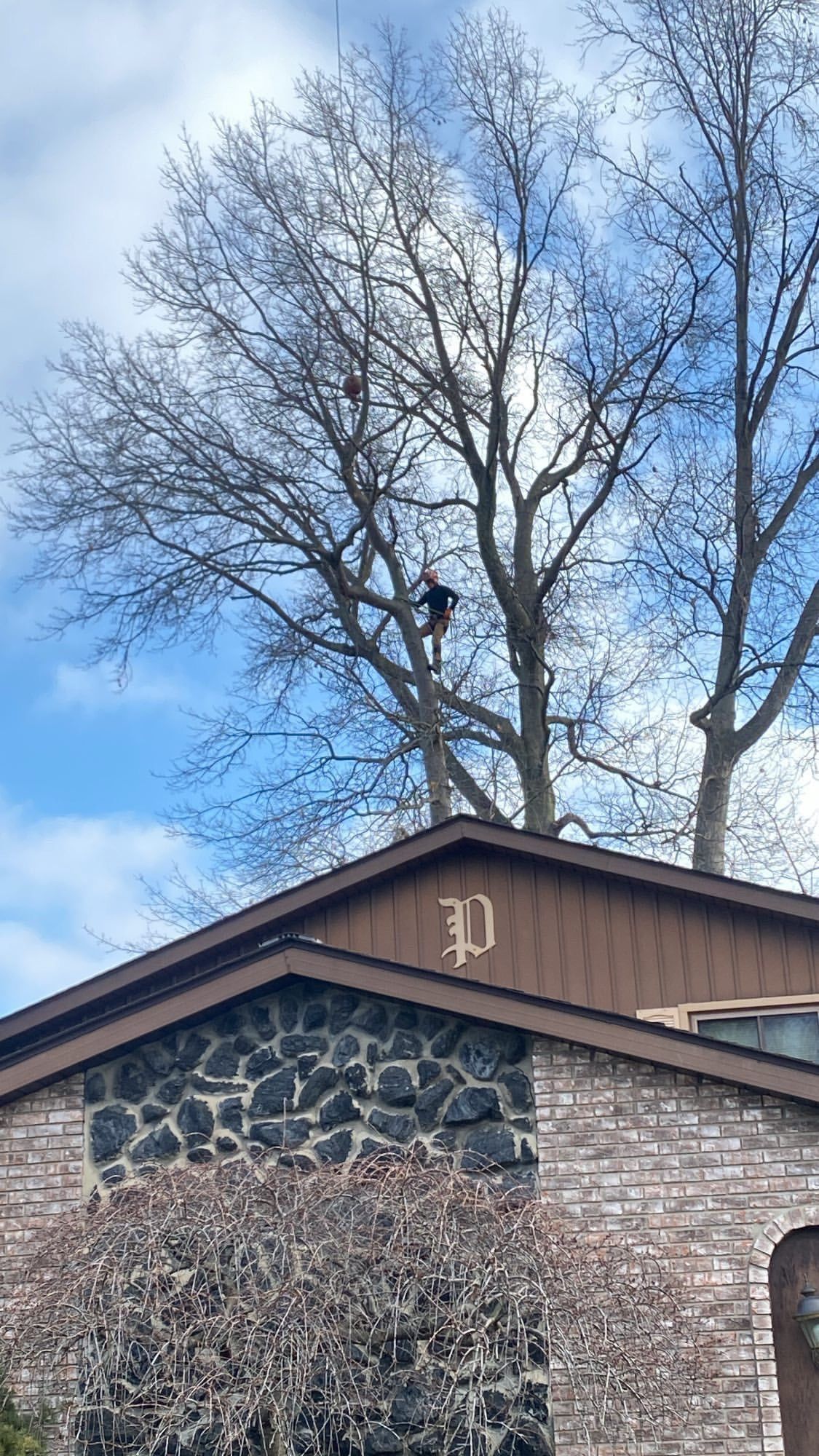 tree removal service
