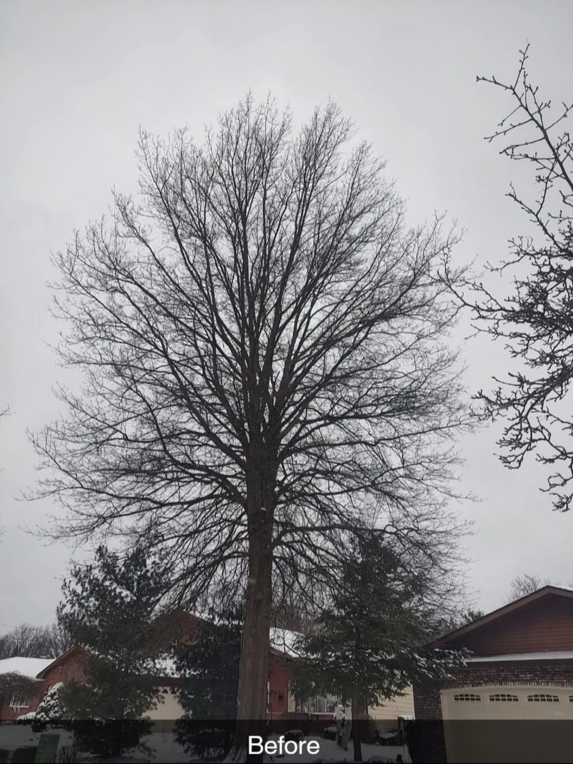 before tree trimming