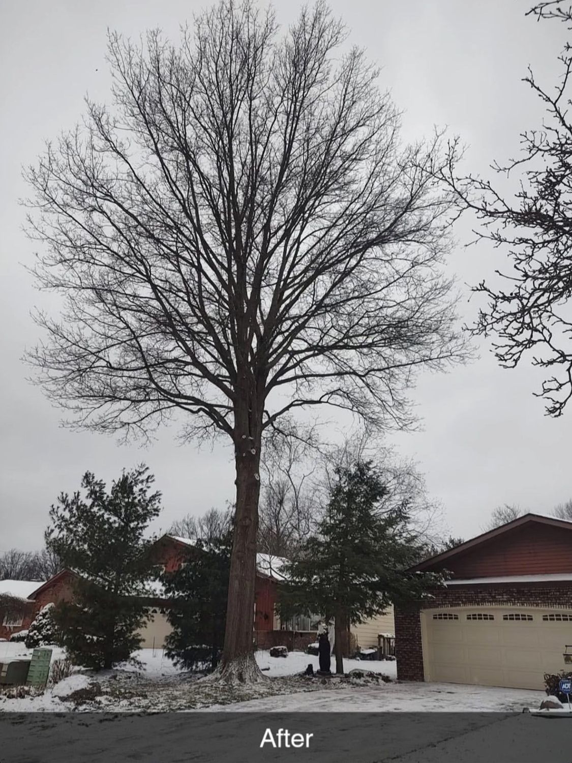 after tree trimming