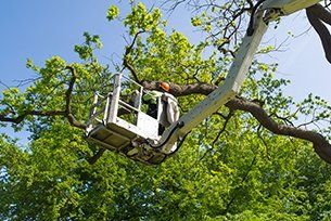 tree service cleveland oh