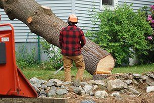tree removal cleveland oh