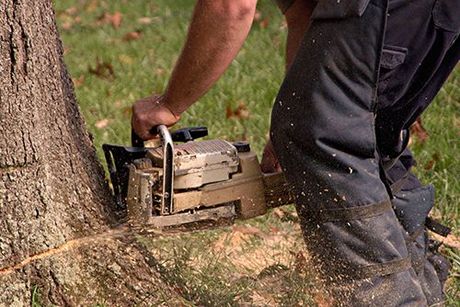 tree removal cleveland oh