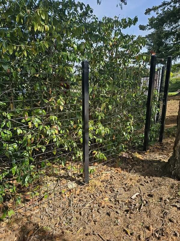 Black metal fence in front of a wall of green foliage on brown earth.