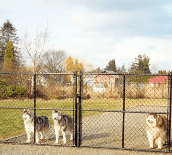 Three Siberian huskies standing behind a chain link fence in a park on a sunny day.