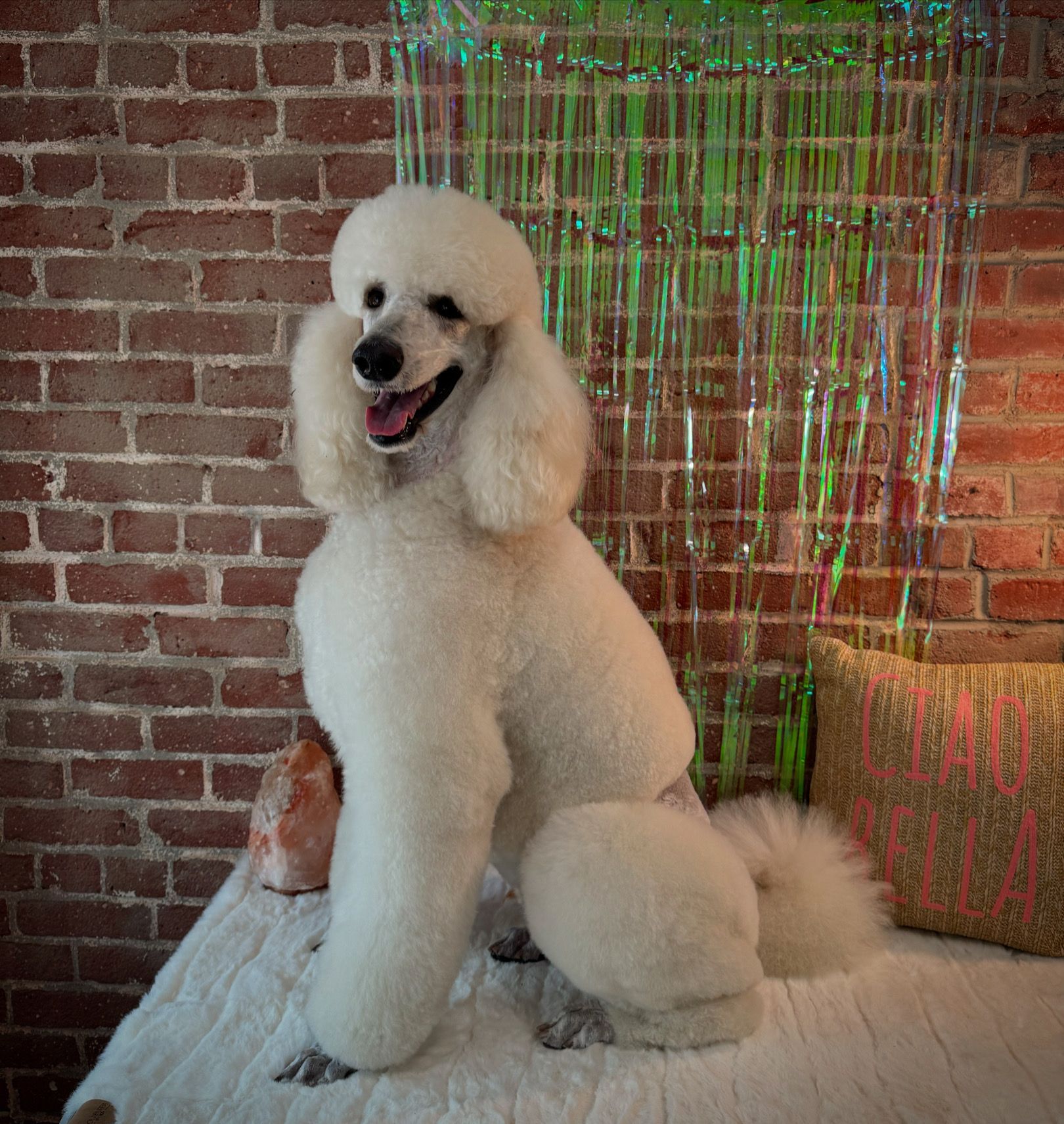 A white poodle is sitting in front of a brick wall