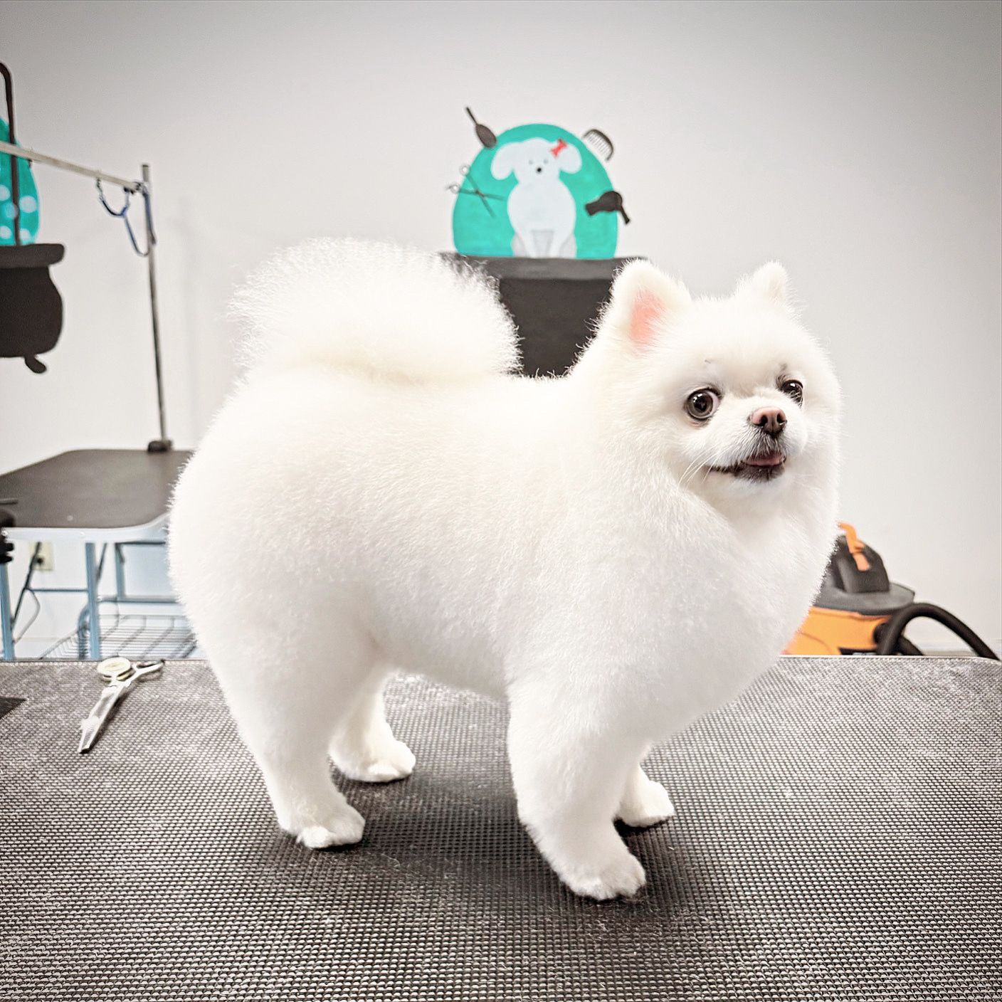 A small white pomeranian dog is standing on a table.