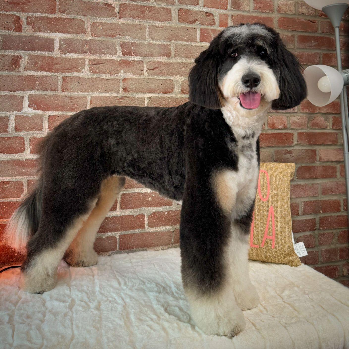 A black and white dog is standing on a bed in front of a brick wall