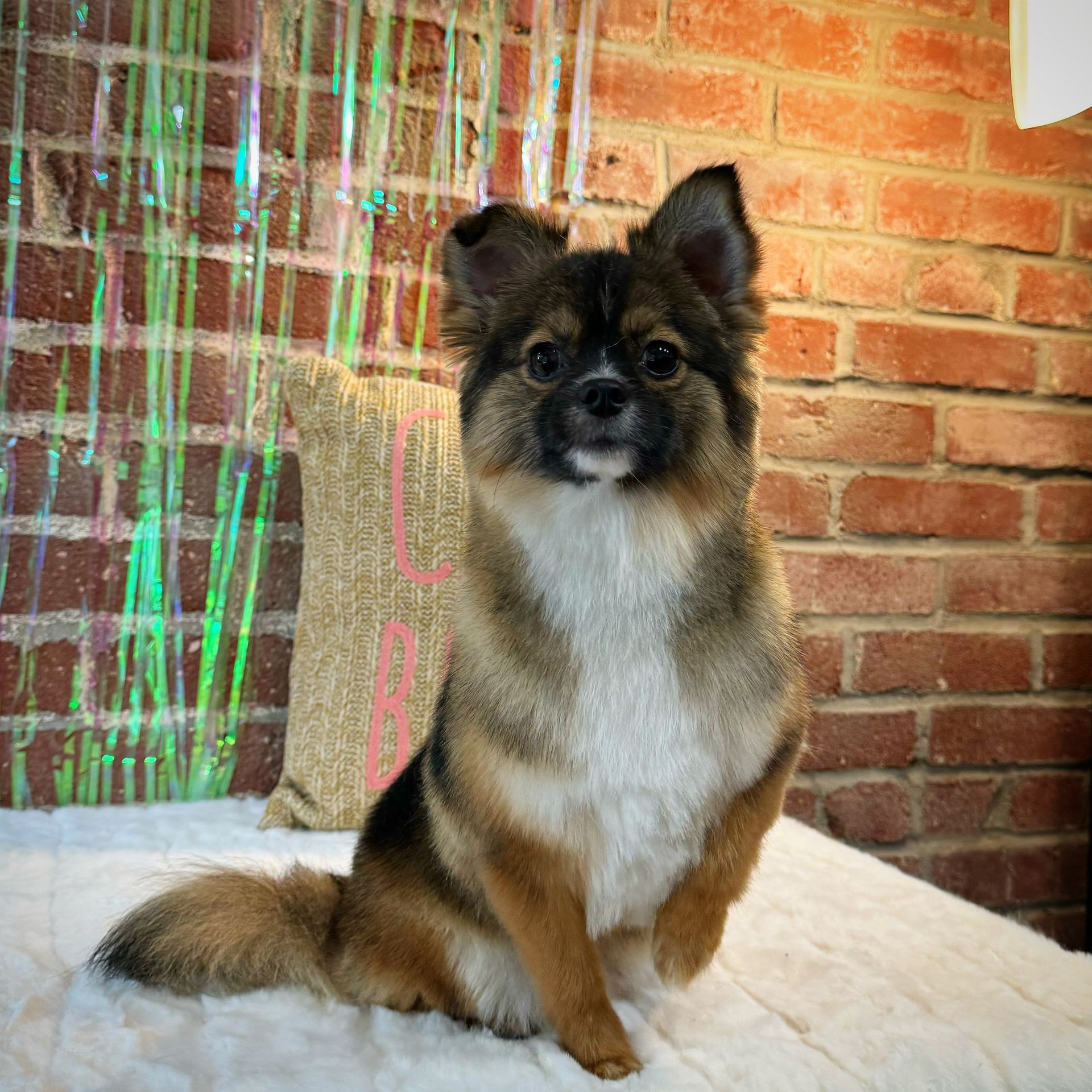 A small dog is sitting on a bed in front of a brick wall.