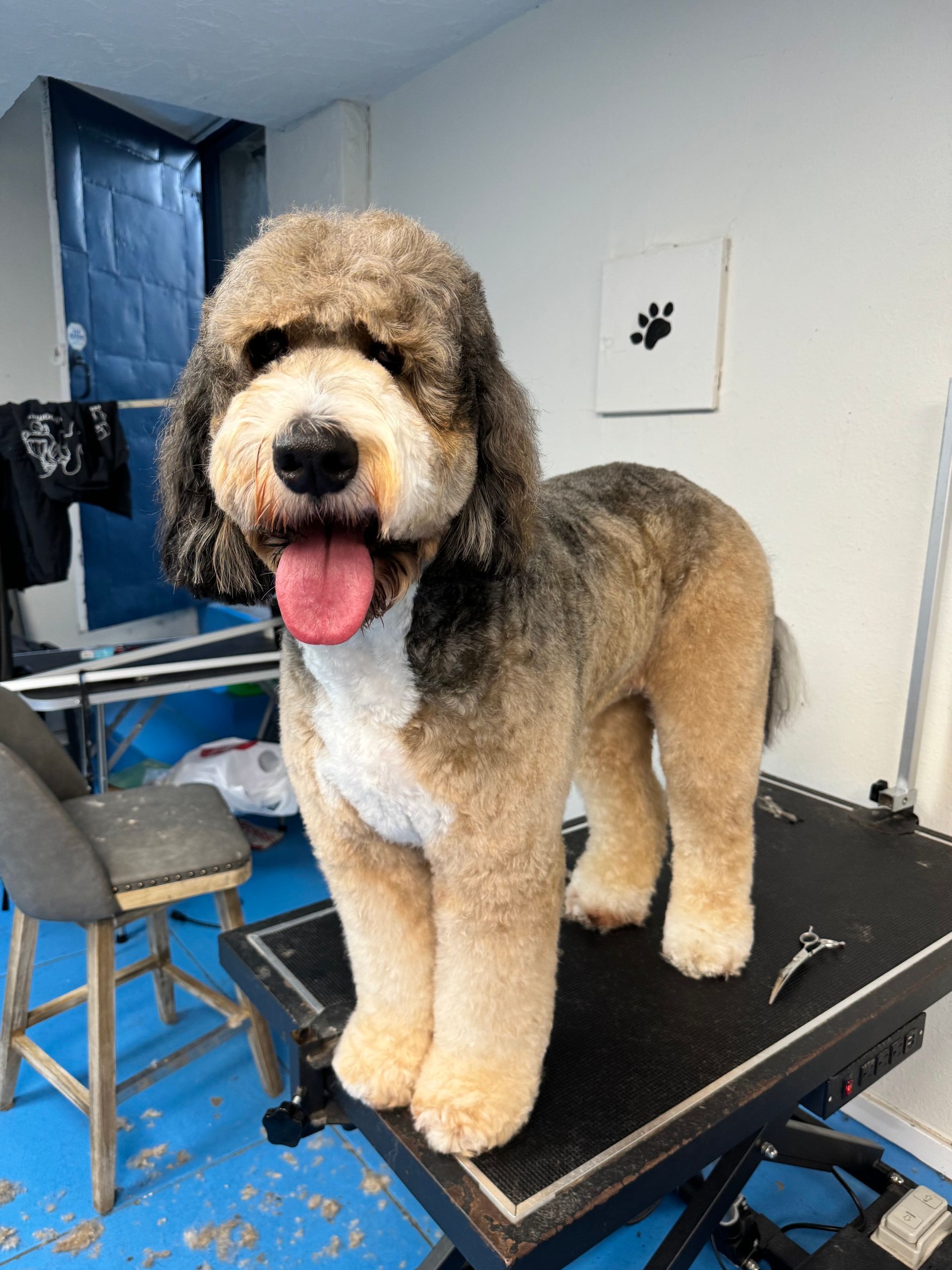 A dog is standing on a grooming table with its tongue out.