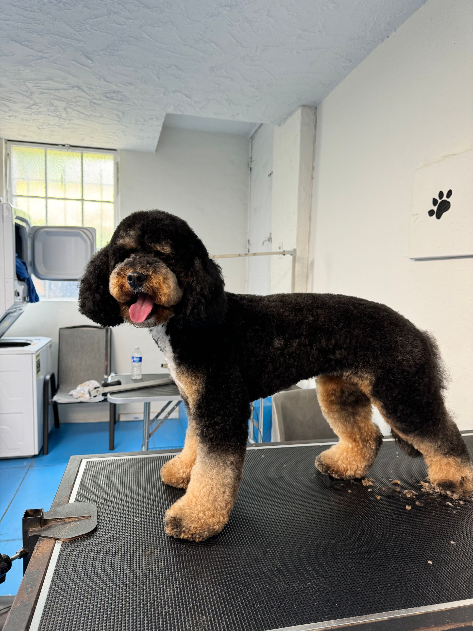 A black and brown dog is standing on a table