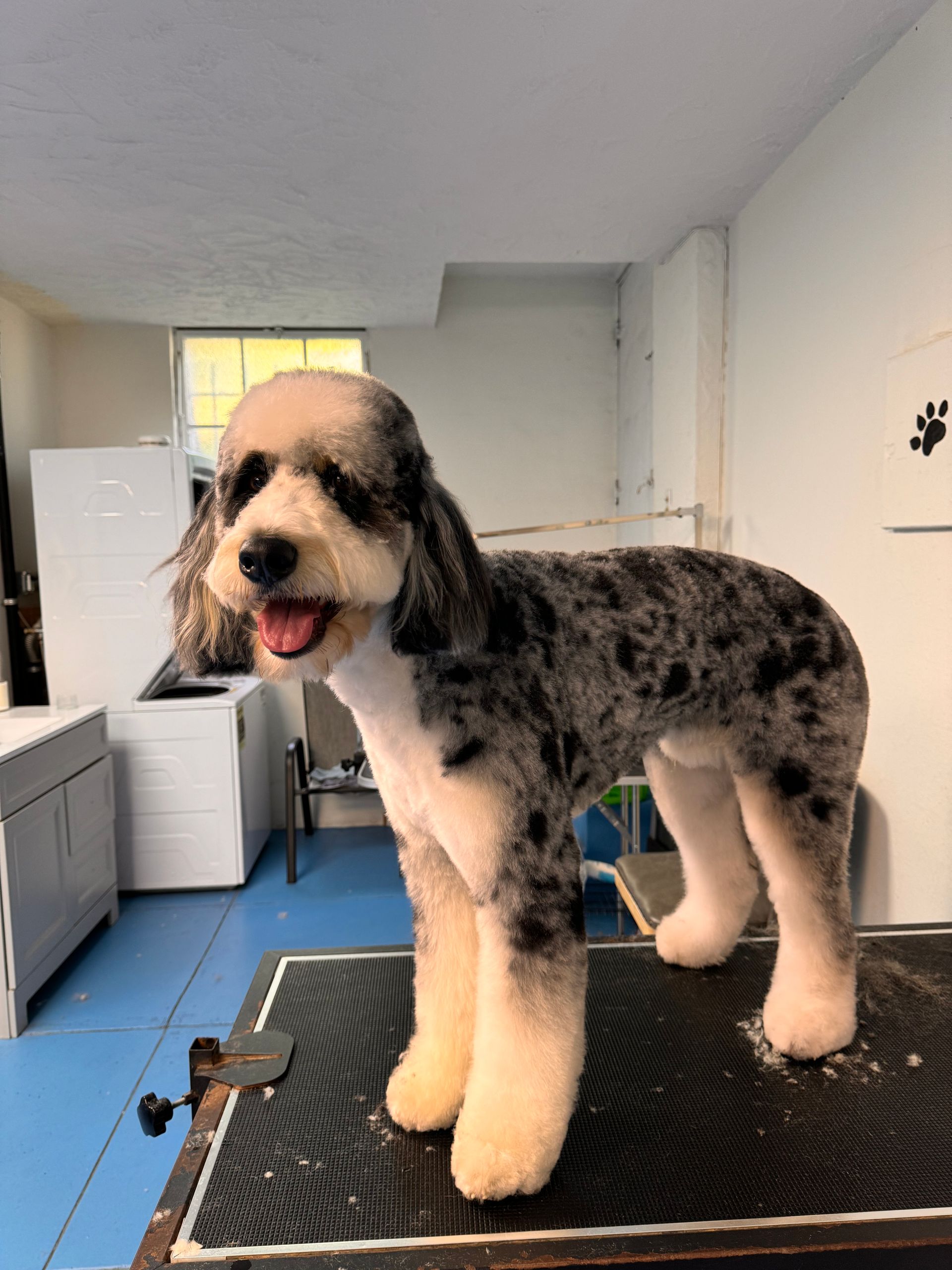 A dog is standing on a grooming table in a room.