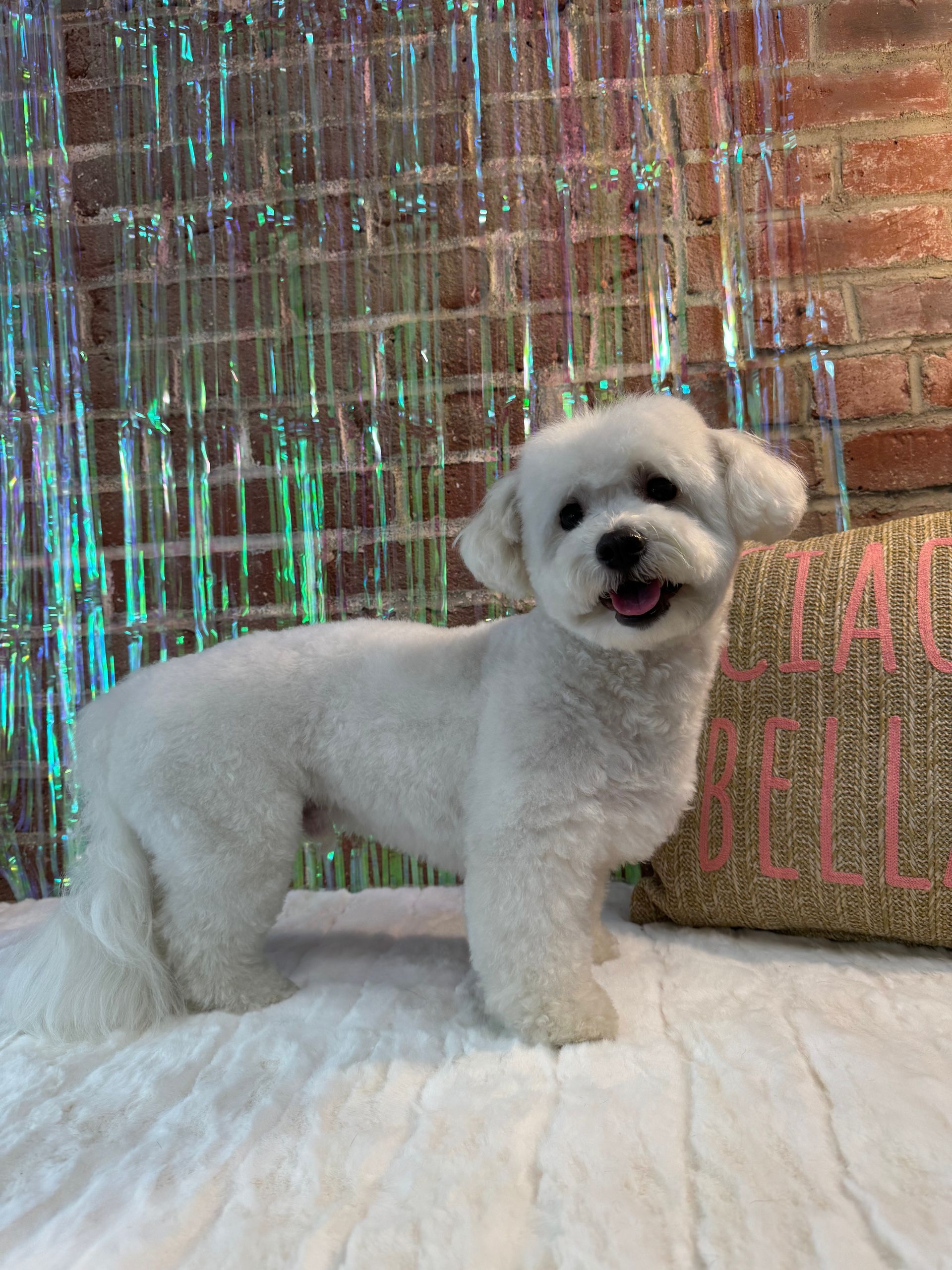 A small white dog is standing on a bed in front of a brick wall.