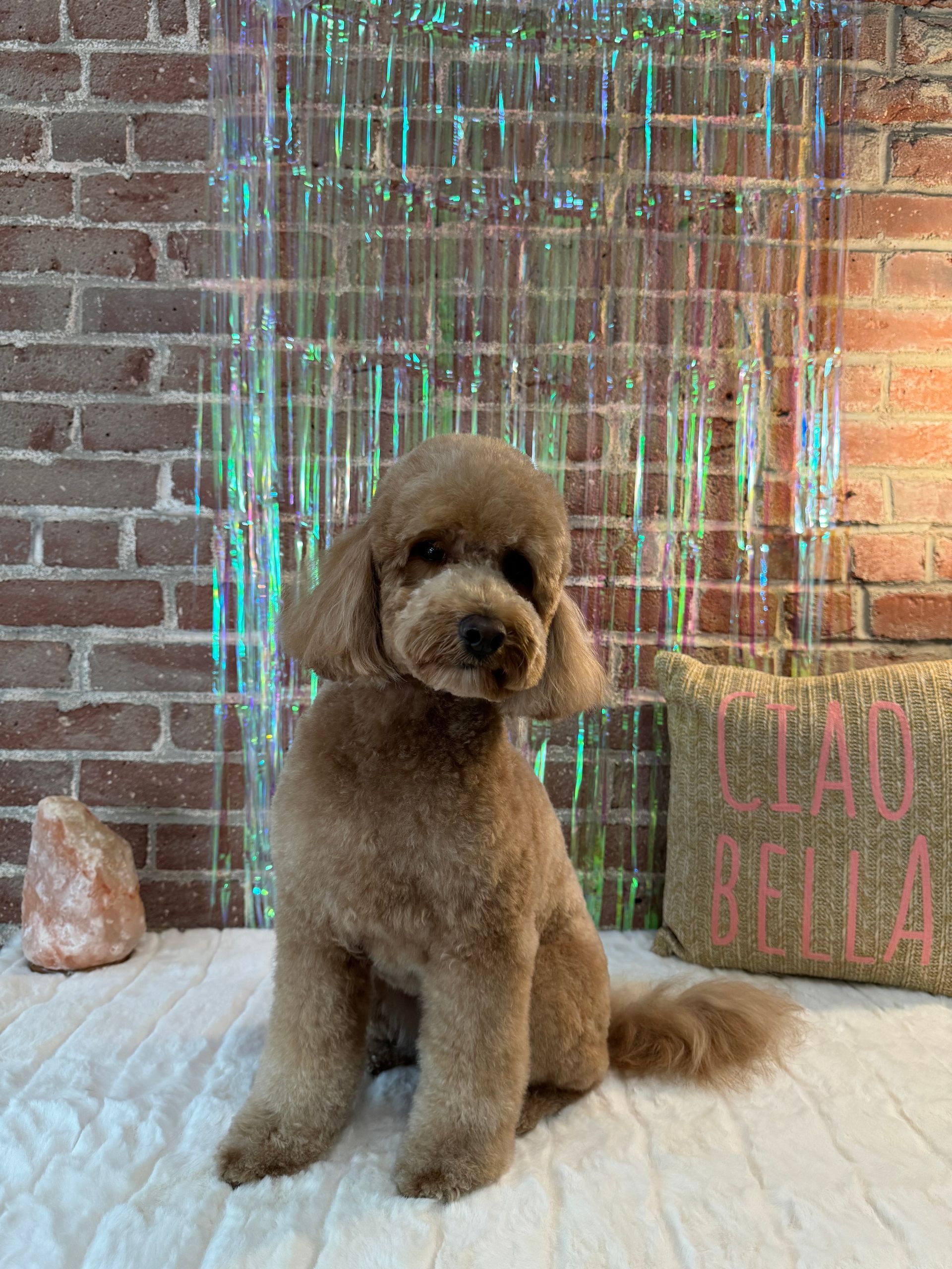 A brown poodle is sitting on a bed in front of a brick wall.