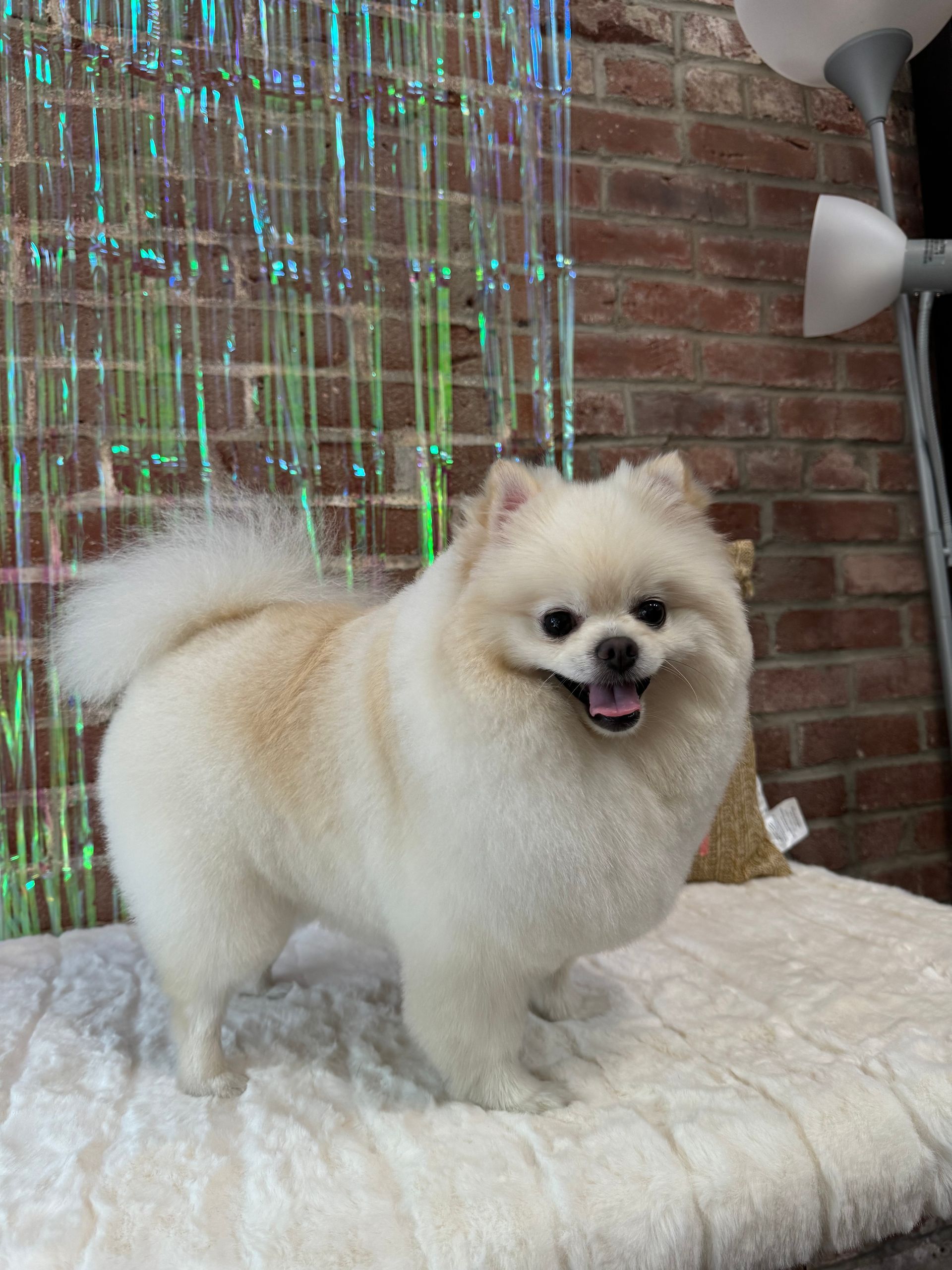 A pomeranian dog is standing on a bed in front of a brick wall.