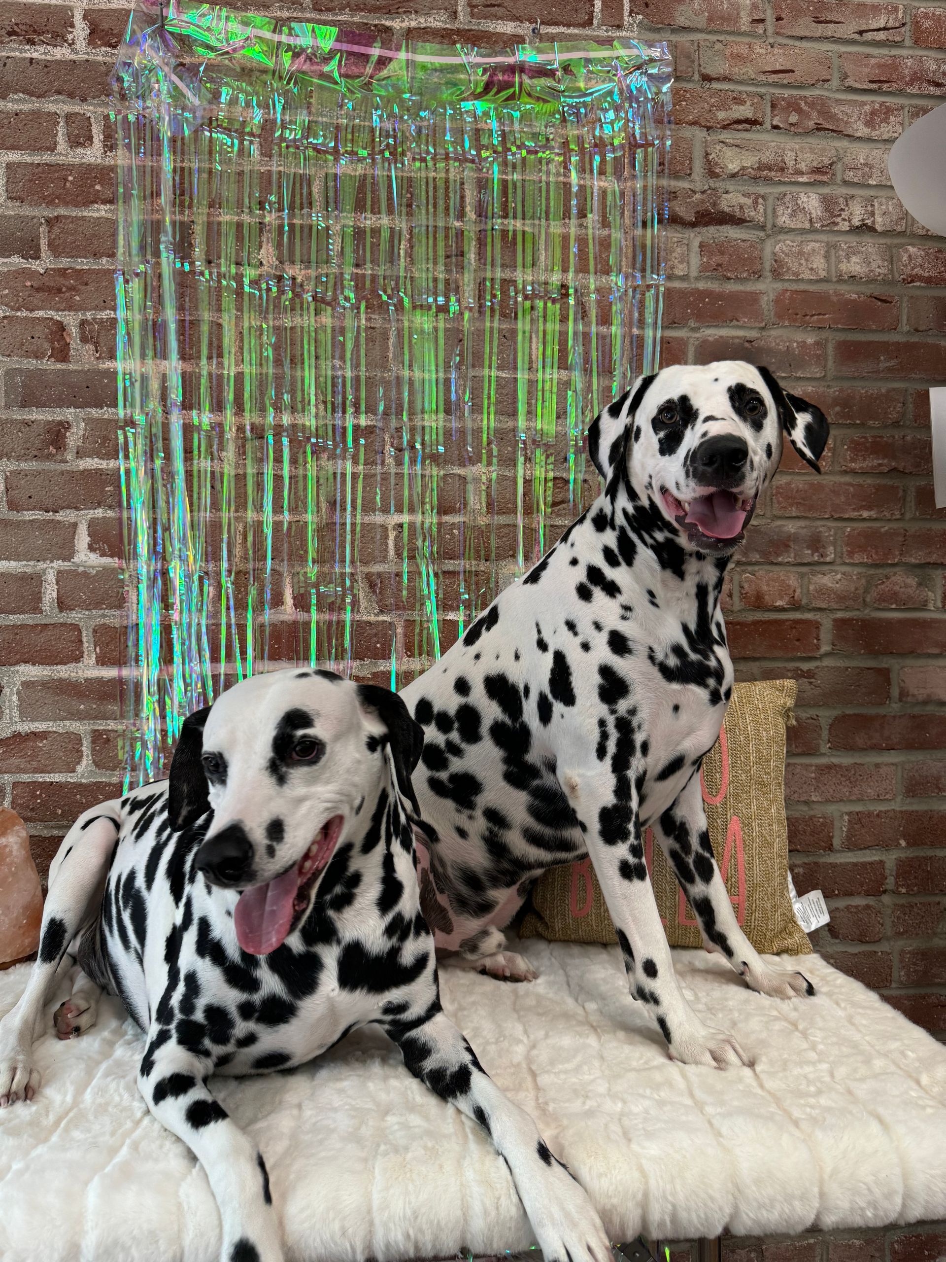 Two dalmatian dogs are sitting on a bench in front of a brick wall.