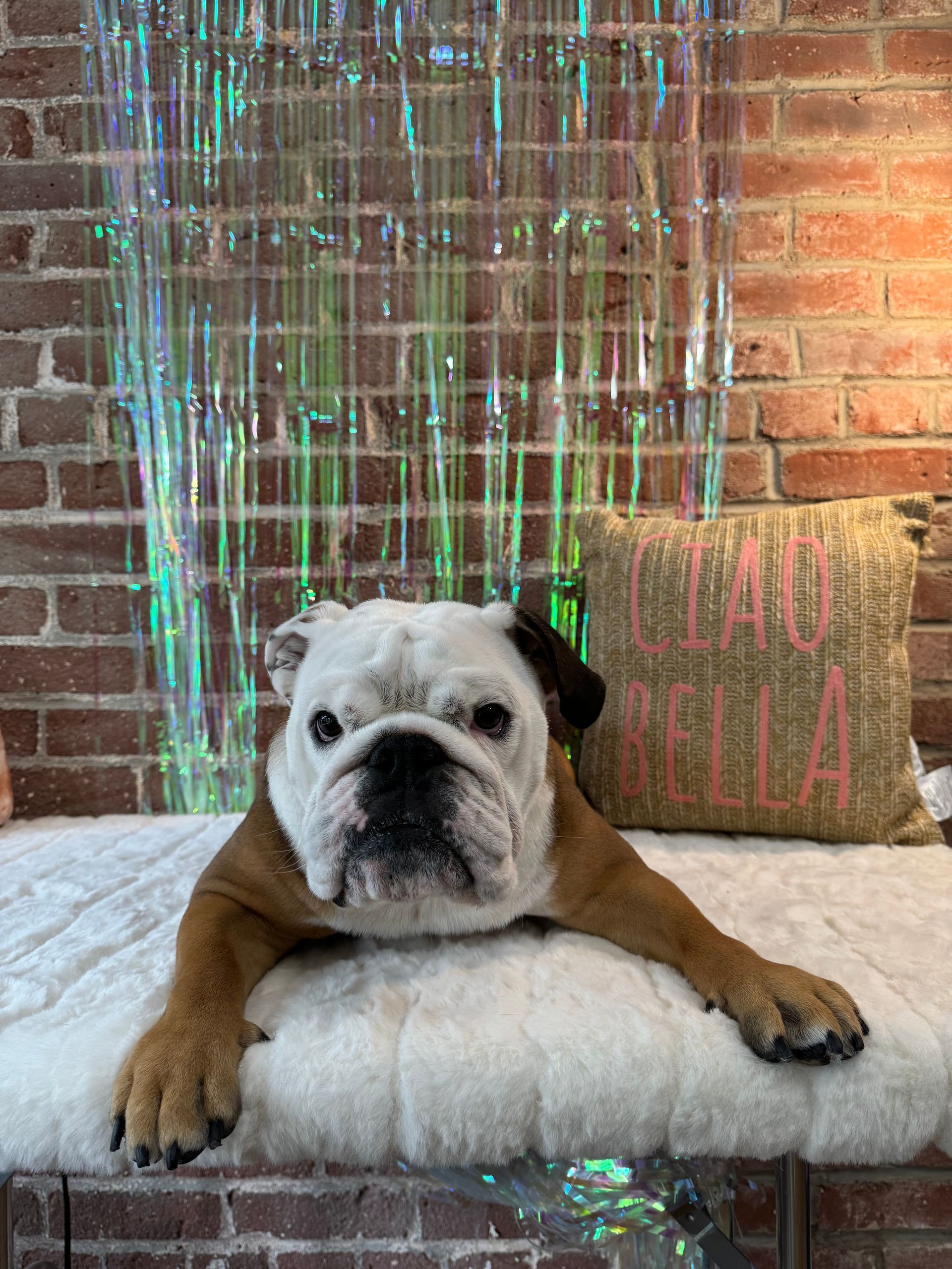 A bulldog is laying on a bench in front of a brick wall.
