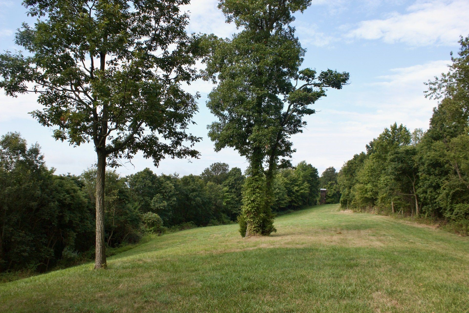 Field-Greengrass-Trees