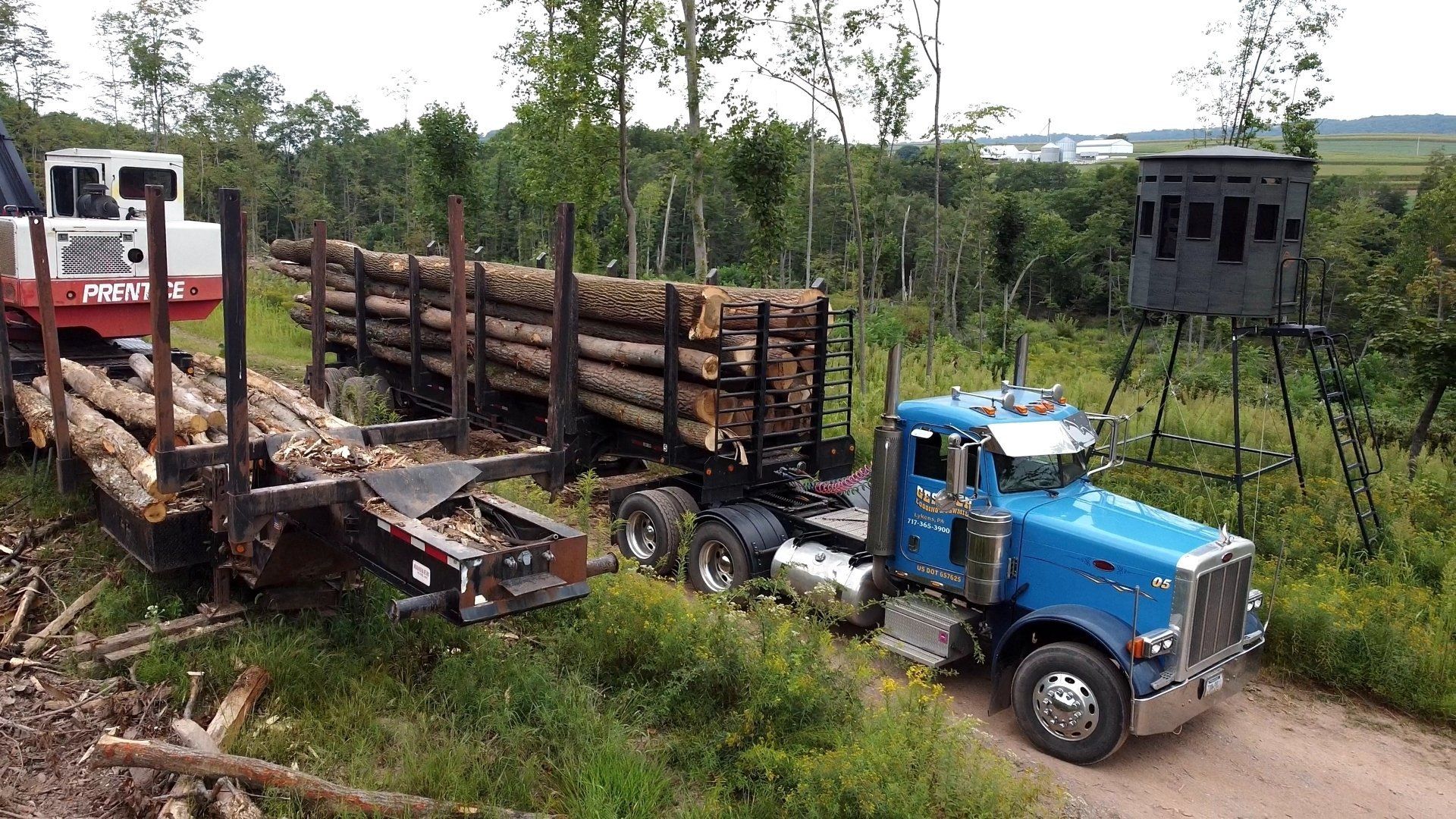 Logging truck filled with large tree logs