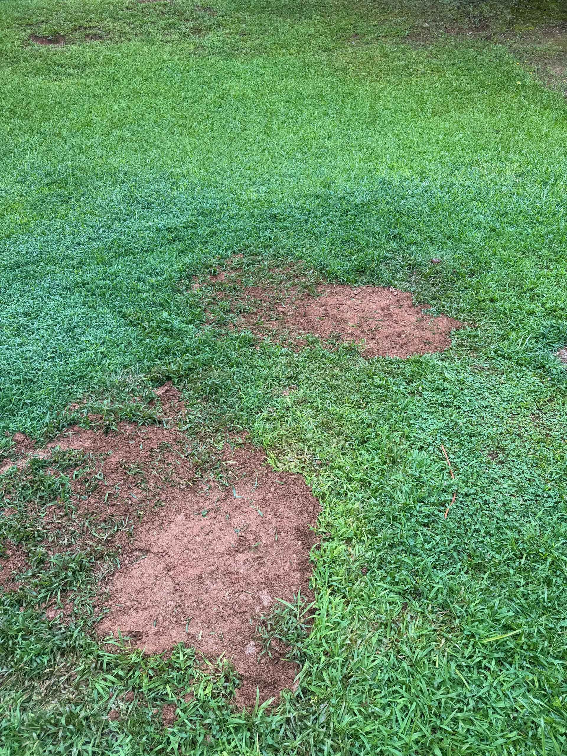 Patchy green lawn with two brown bare spots in the grass