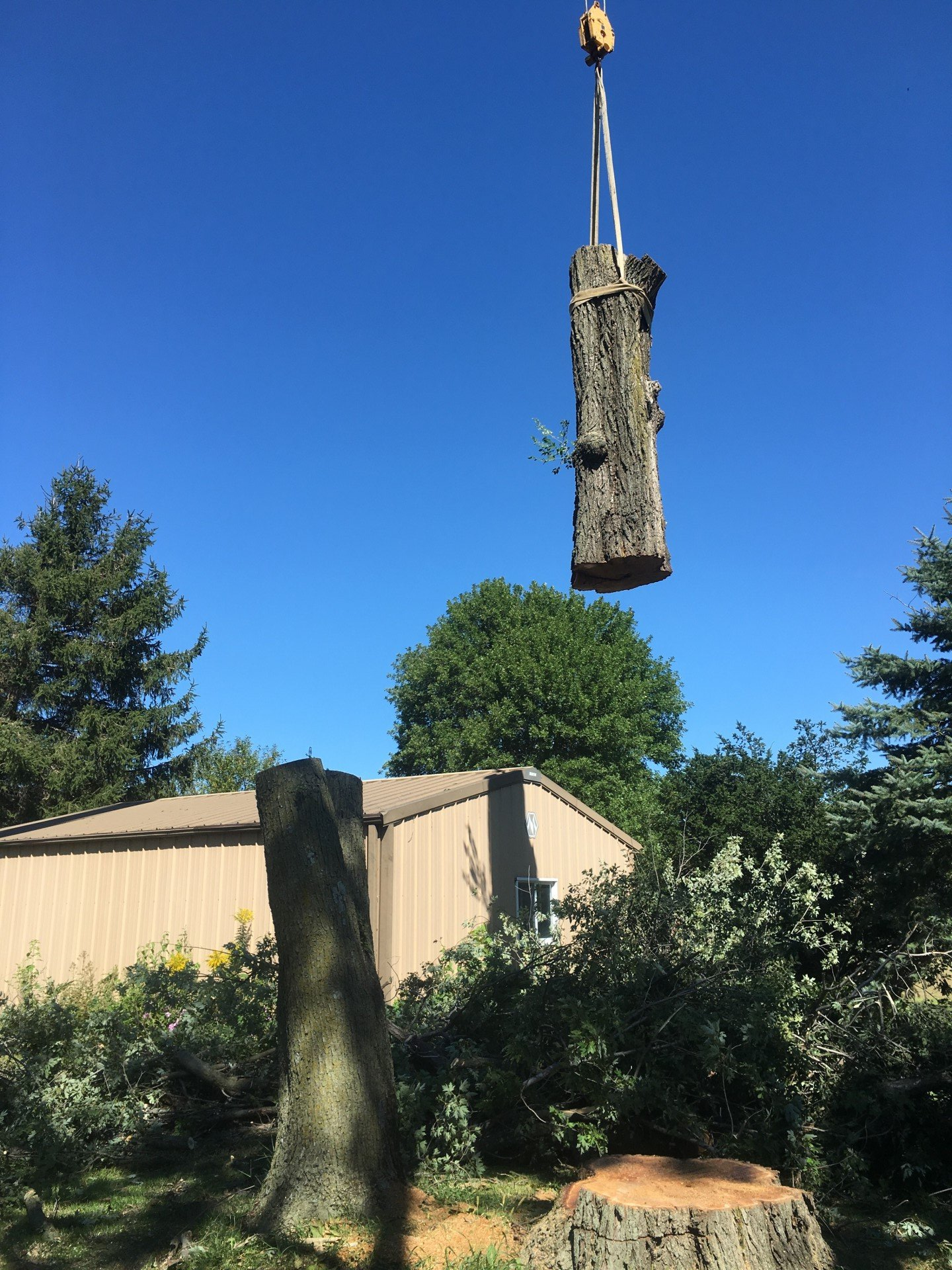 Tree Service