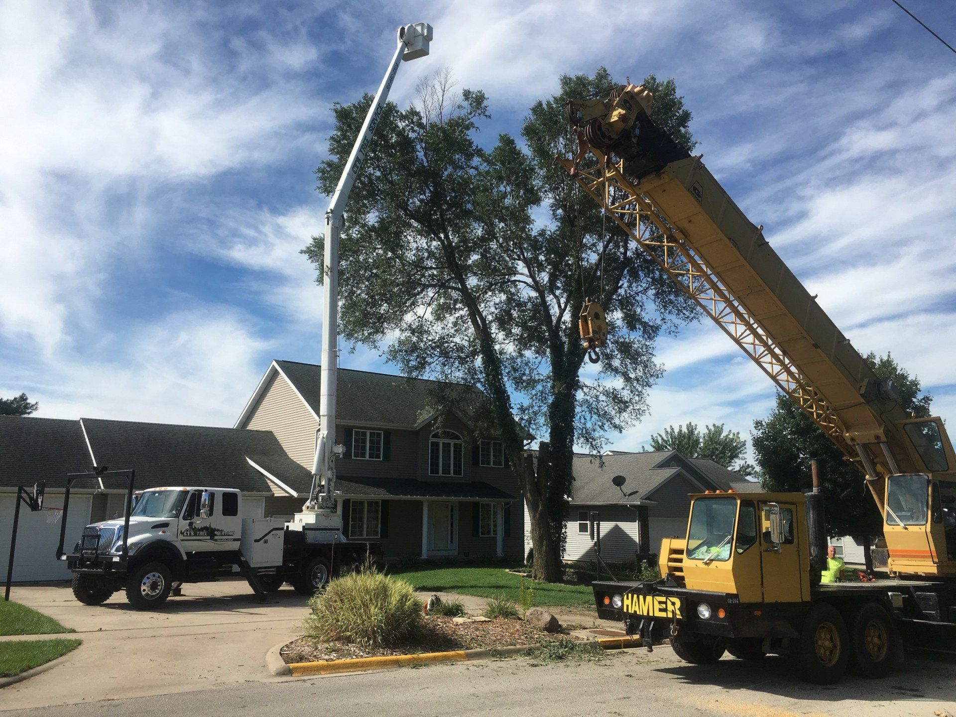 Tree Service
