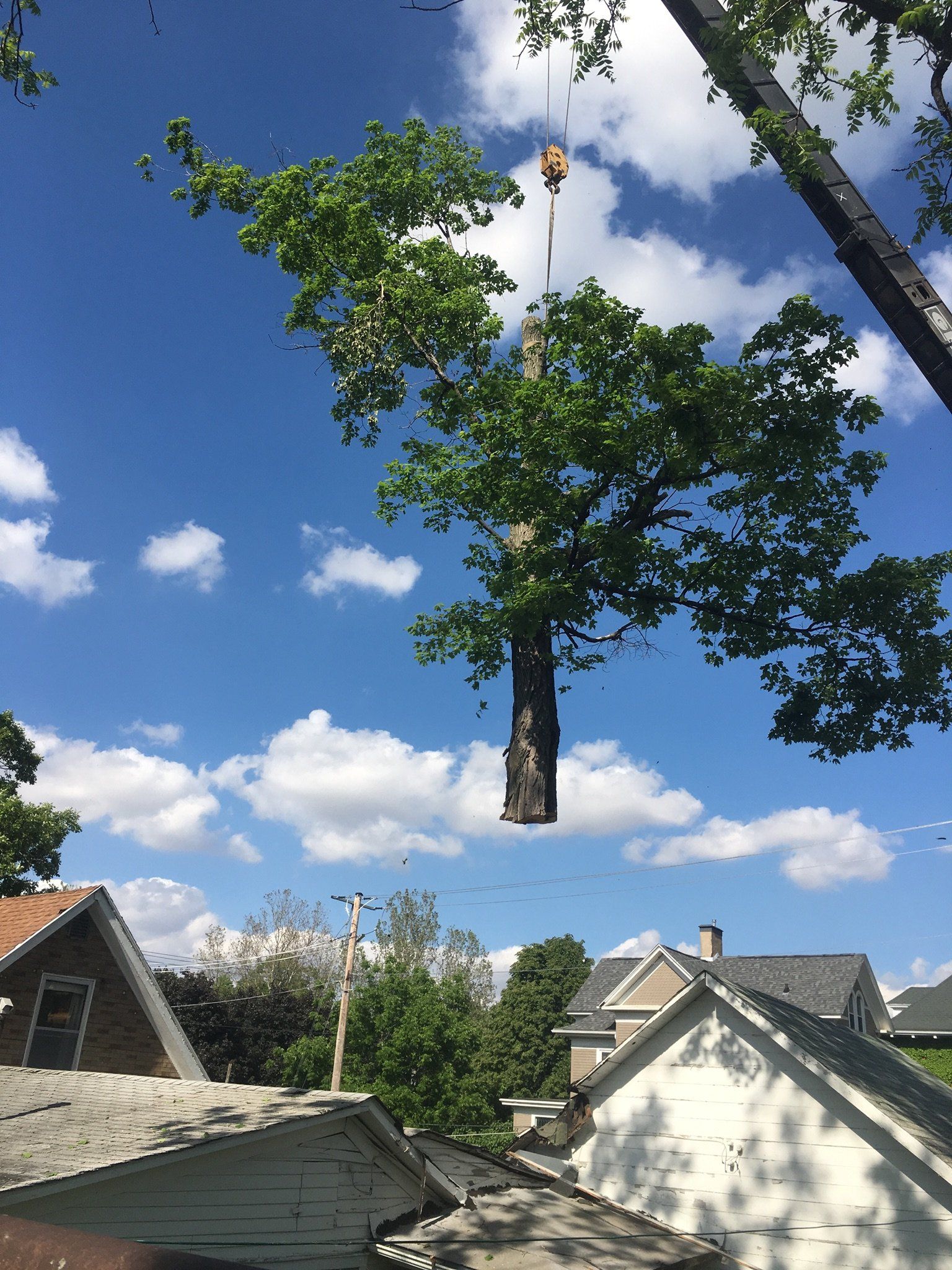 tree service