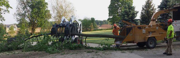 Tree trimming