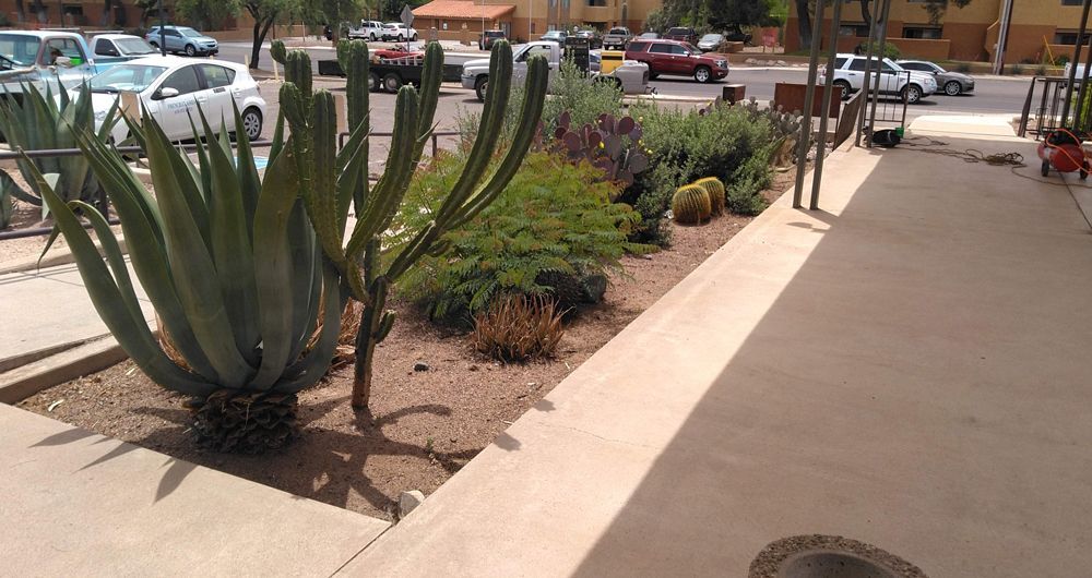 Plants near sidewalk