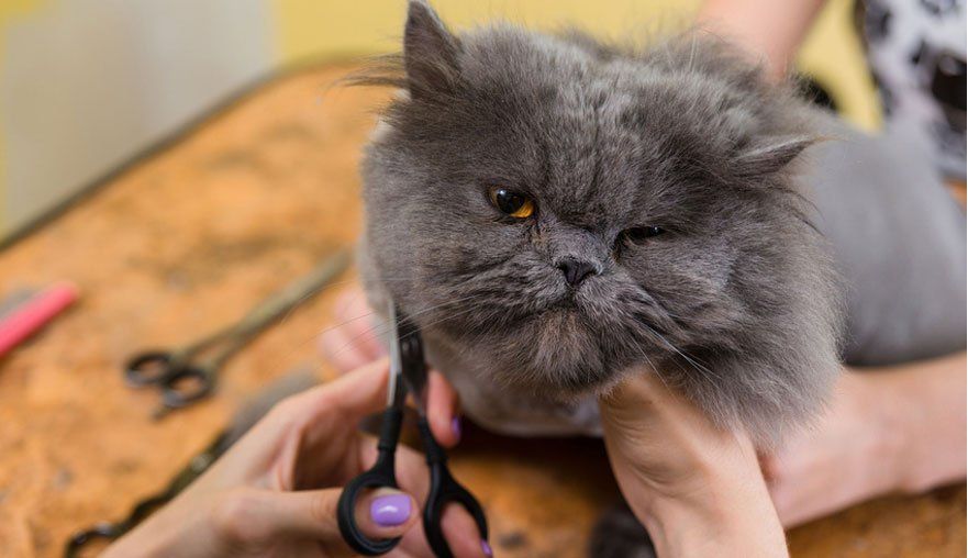 The Dog House Pet Resort Pet Boarding Newnan, GA