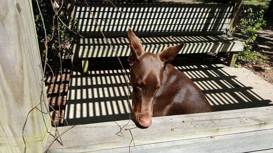 The Dog House Pet Resort Gallery Newnan, GA