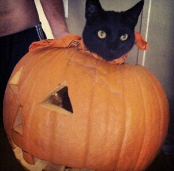 The Dog House Pet Resort Gallery Newnan, GA