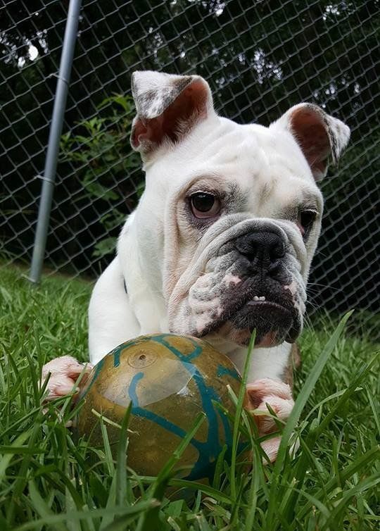 The Dog House Pet Resort Gallery Newnan, GA