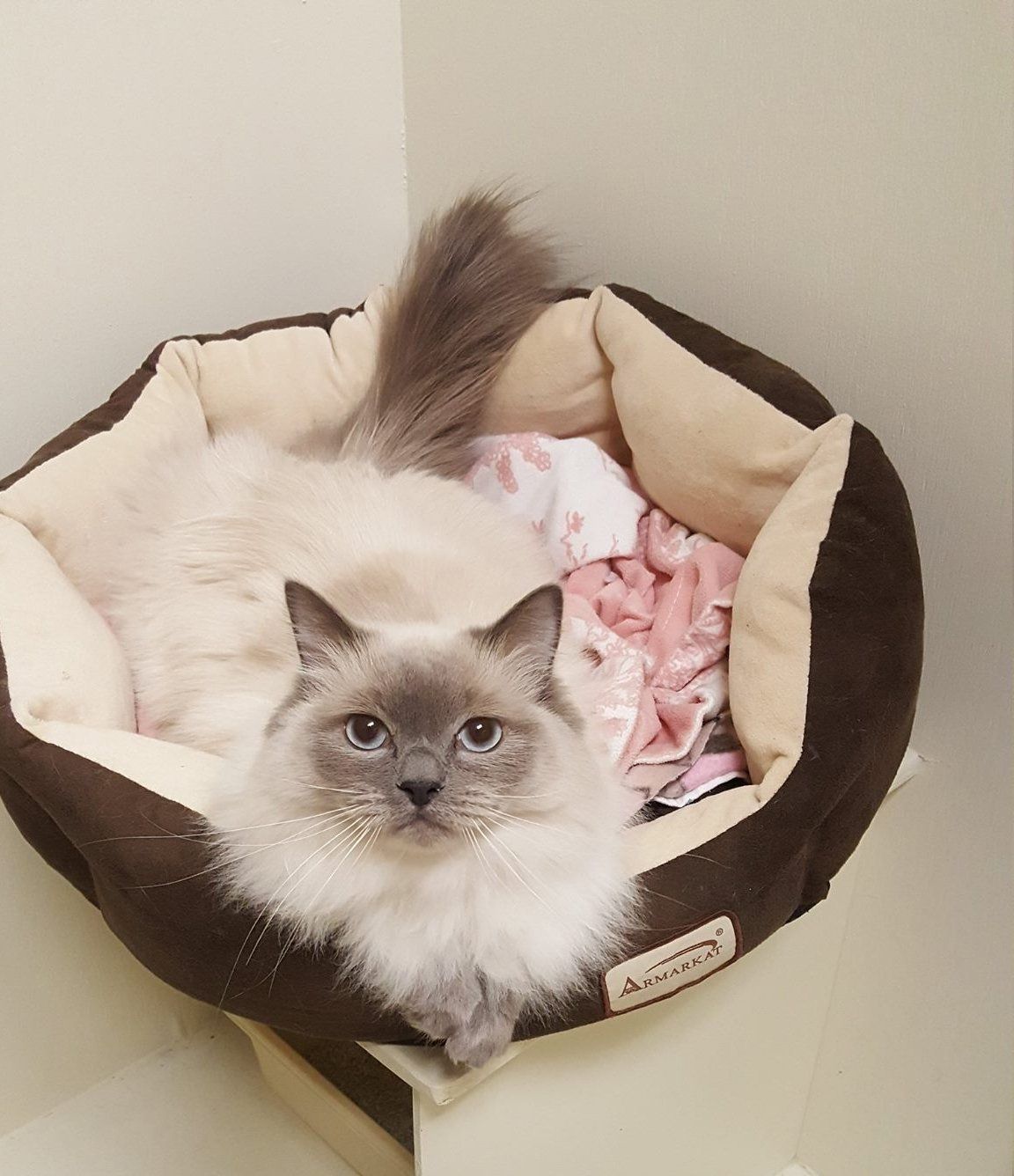 The Dog House Pet Resort Gallery Newnan, GA