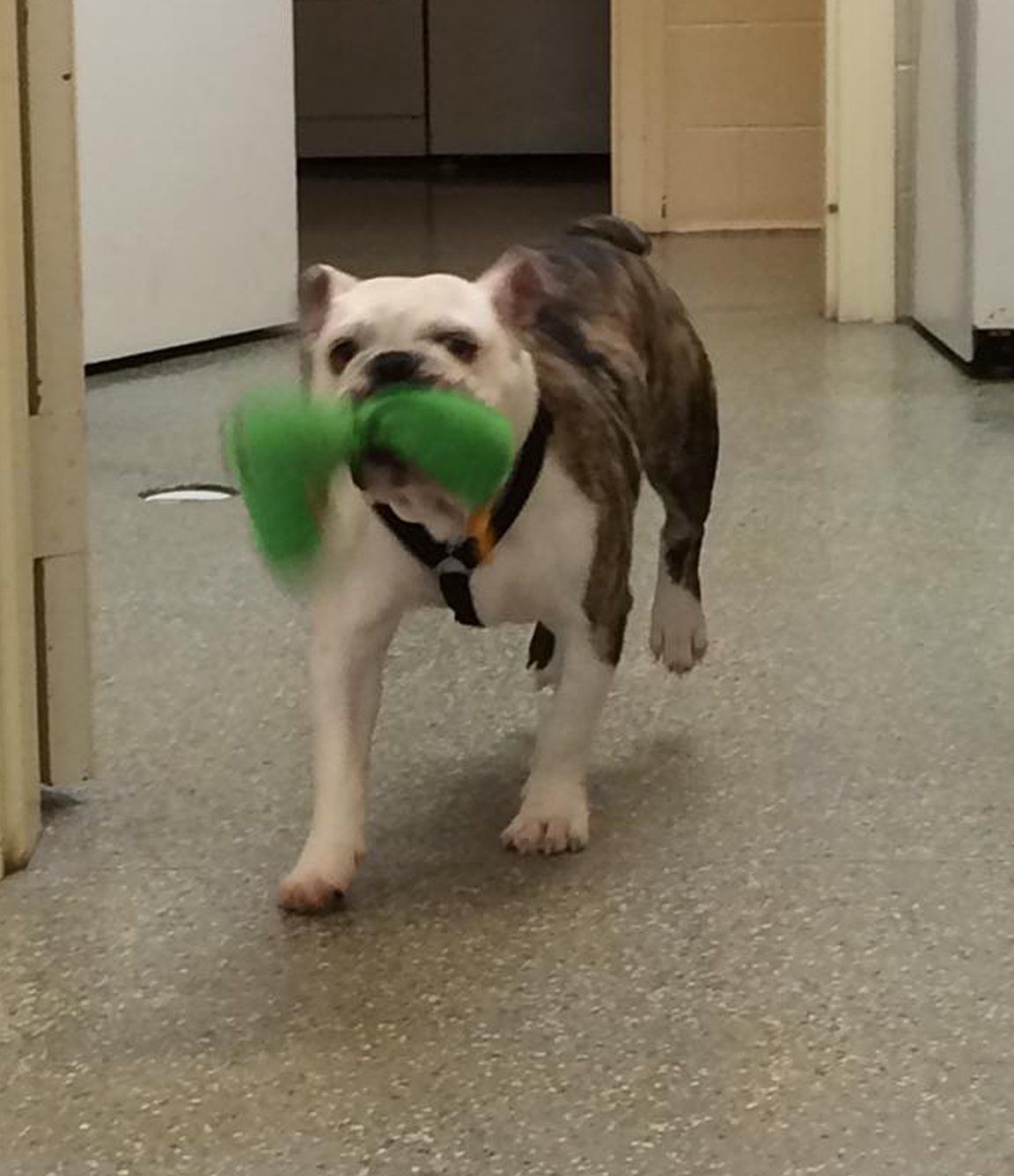 The Dog House Pet Resort Gallery Newnan, GA