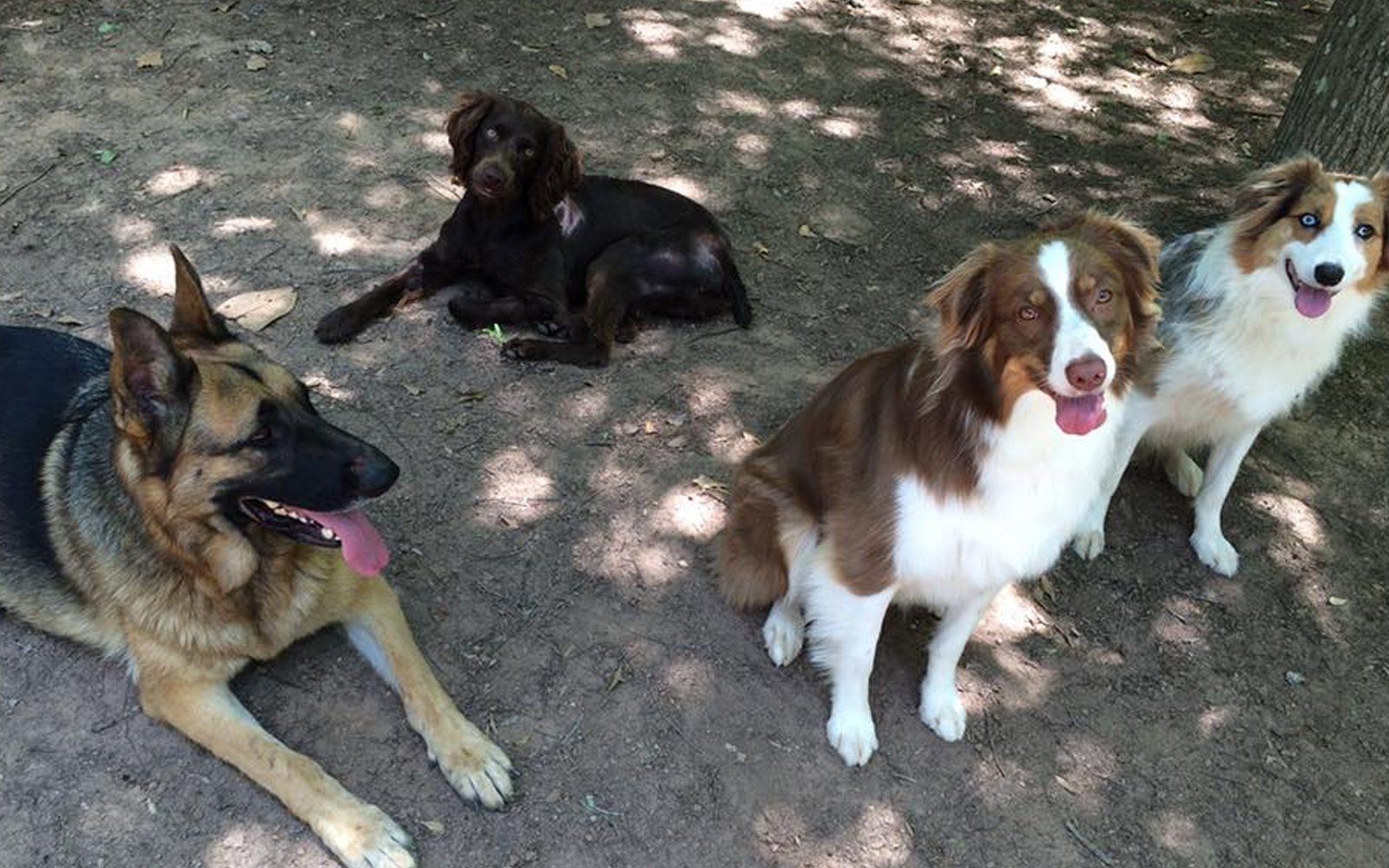 The Dog House Pet Resort Gallery Newnan, GA