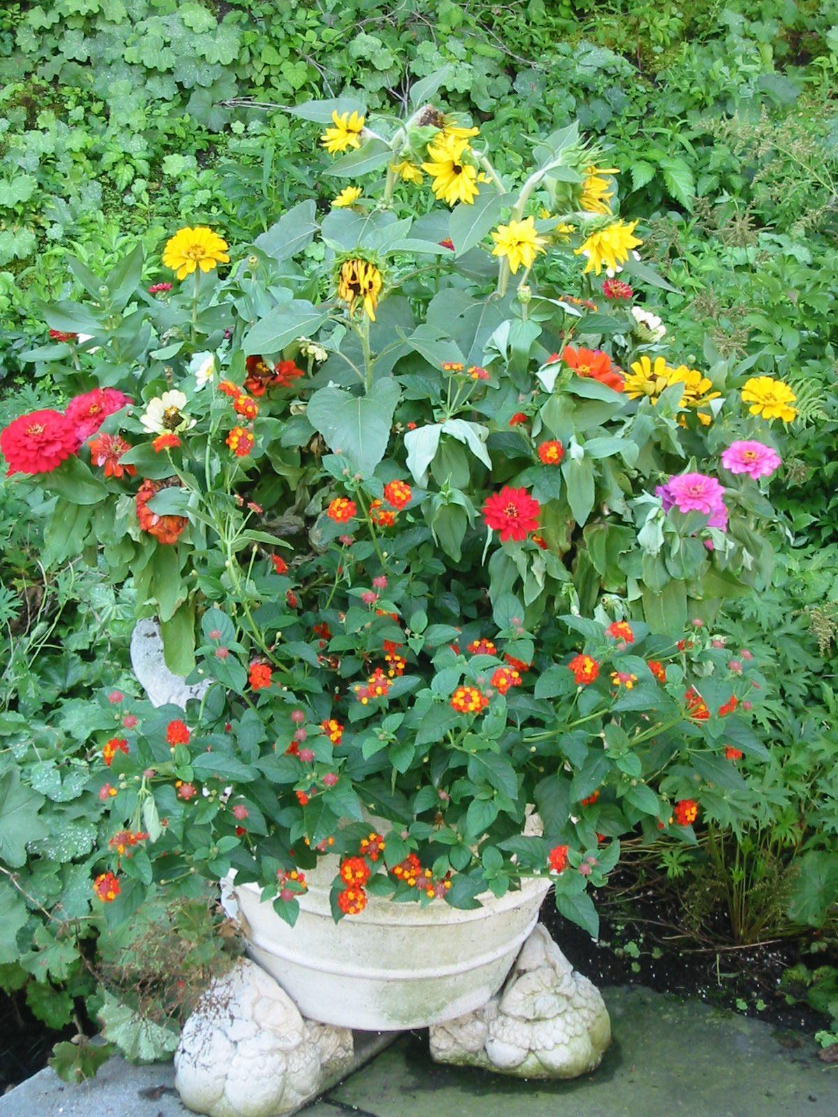 Tom Williamson Landscaping, inc image